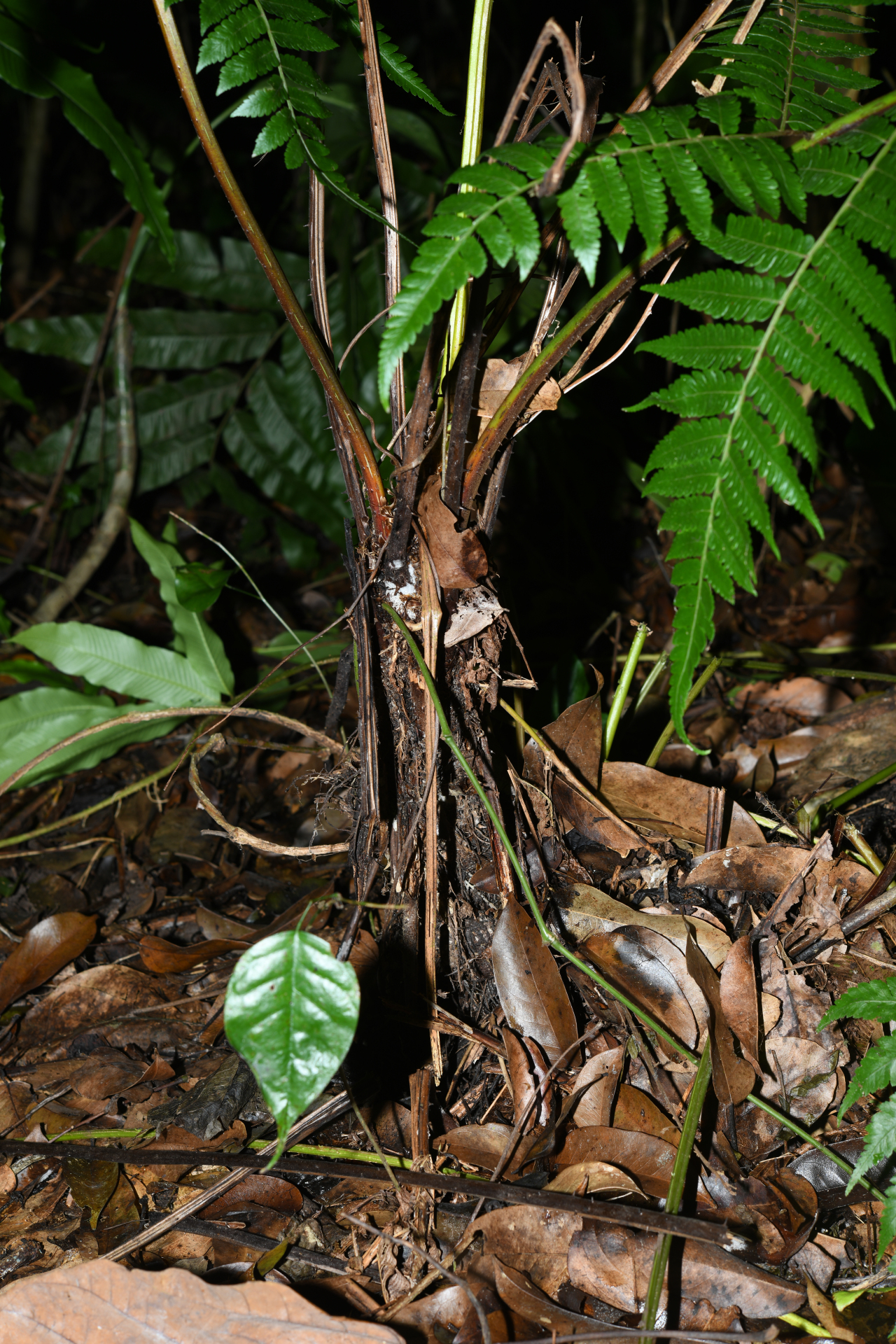 Cyathea pungens (Willd.) Domin - Photo Bivouac Naturaliste