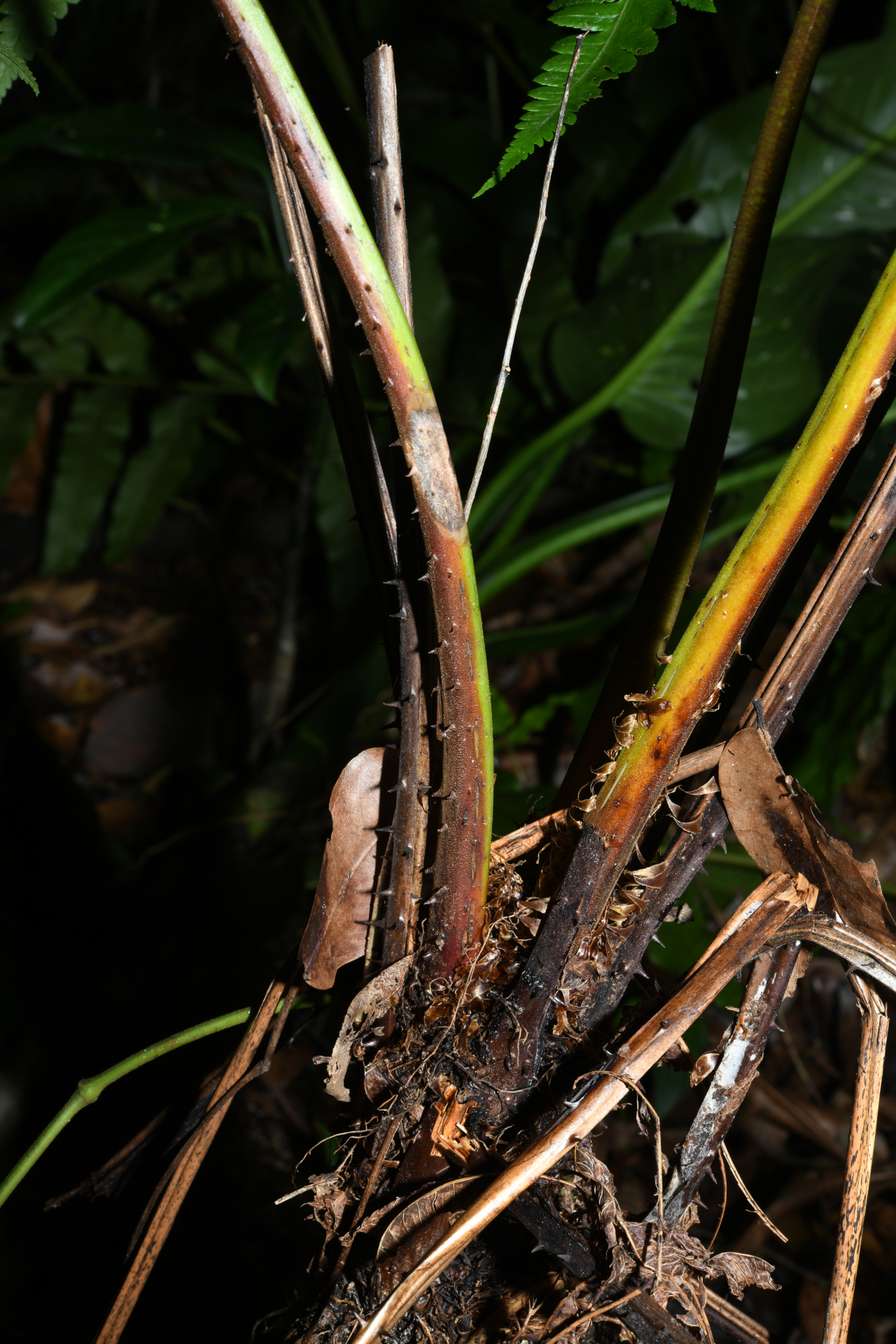 Cyathea pungens (Willd.) Domin - Photo Bivouac Naturaliste