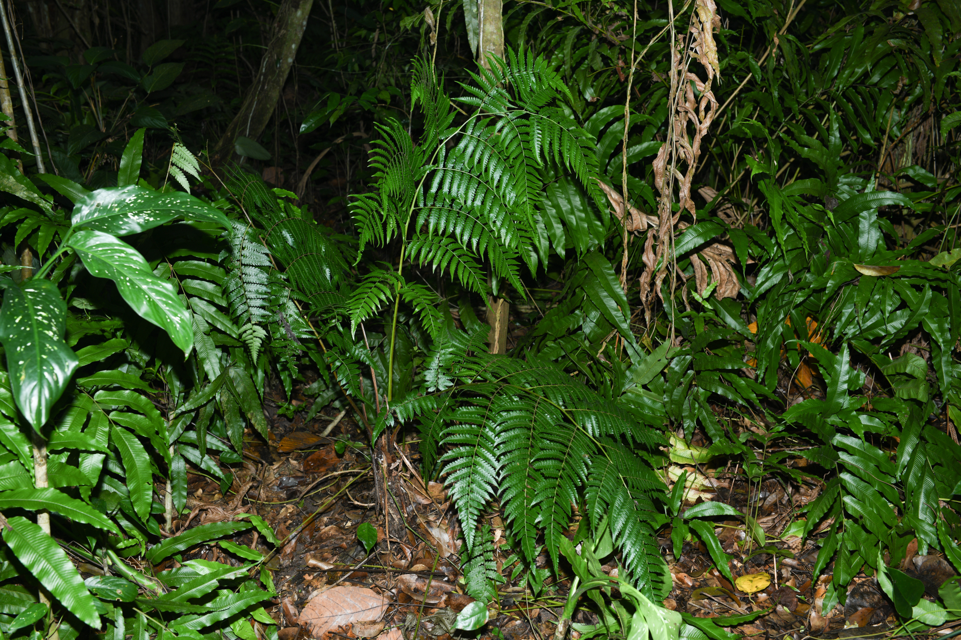 Cyathea pungens (Willd.) Domin - Photo Bivouac Naturaliste