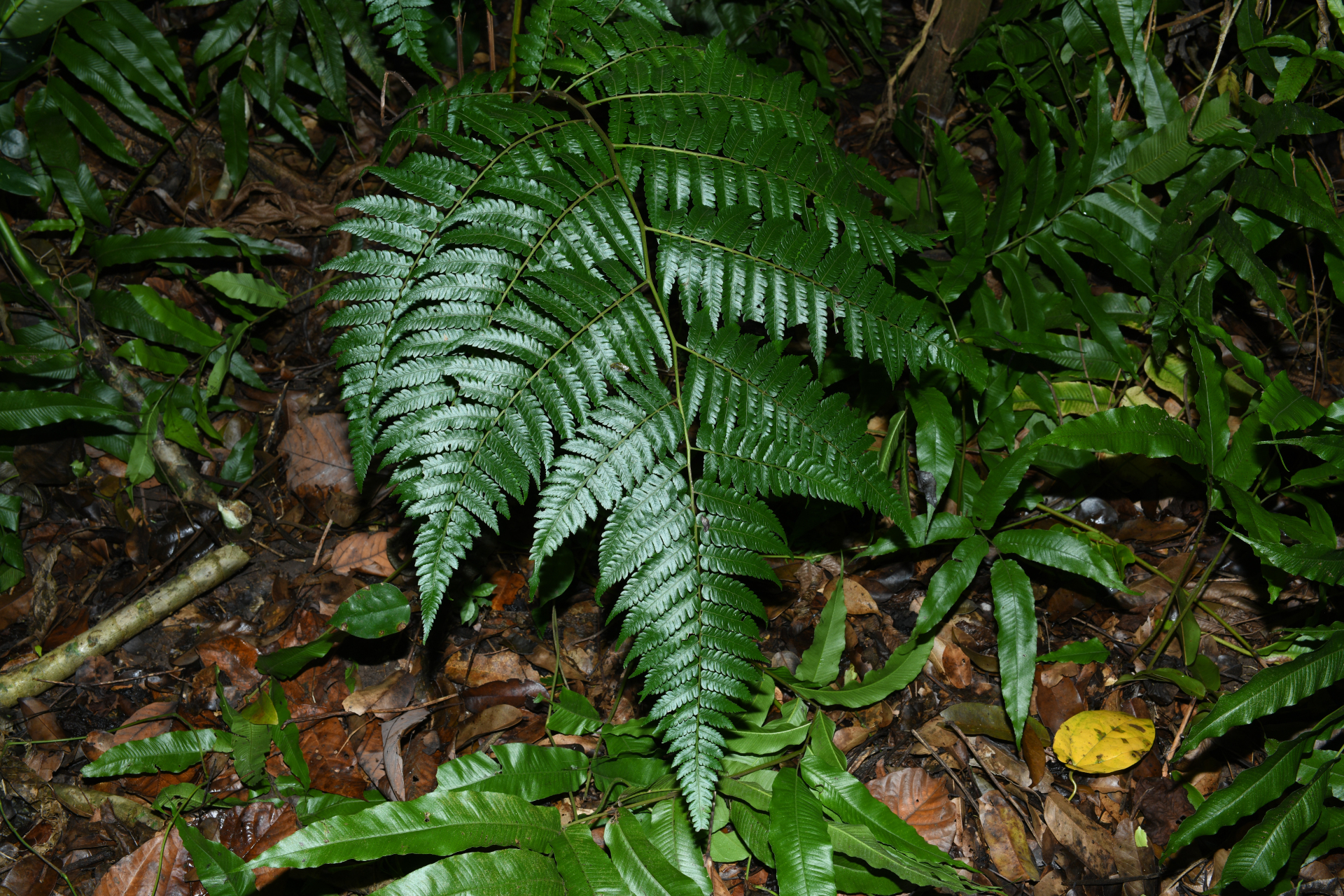 Cyathea pungens (Willd.) Domin - Photo Bivouac Naturaliste