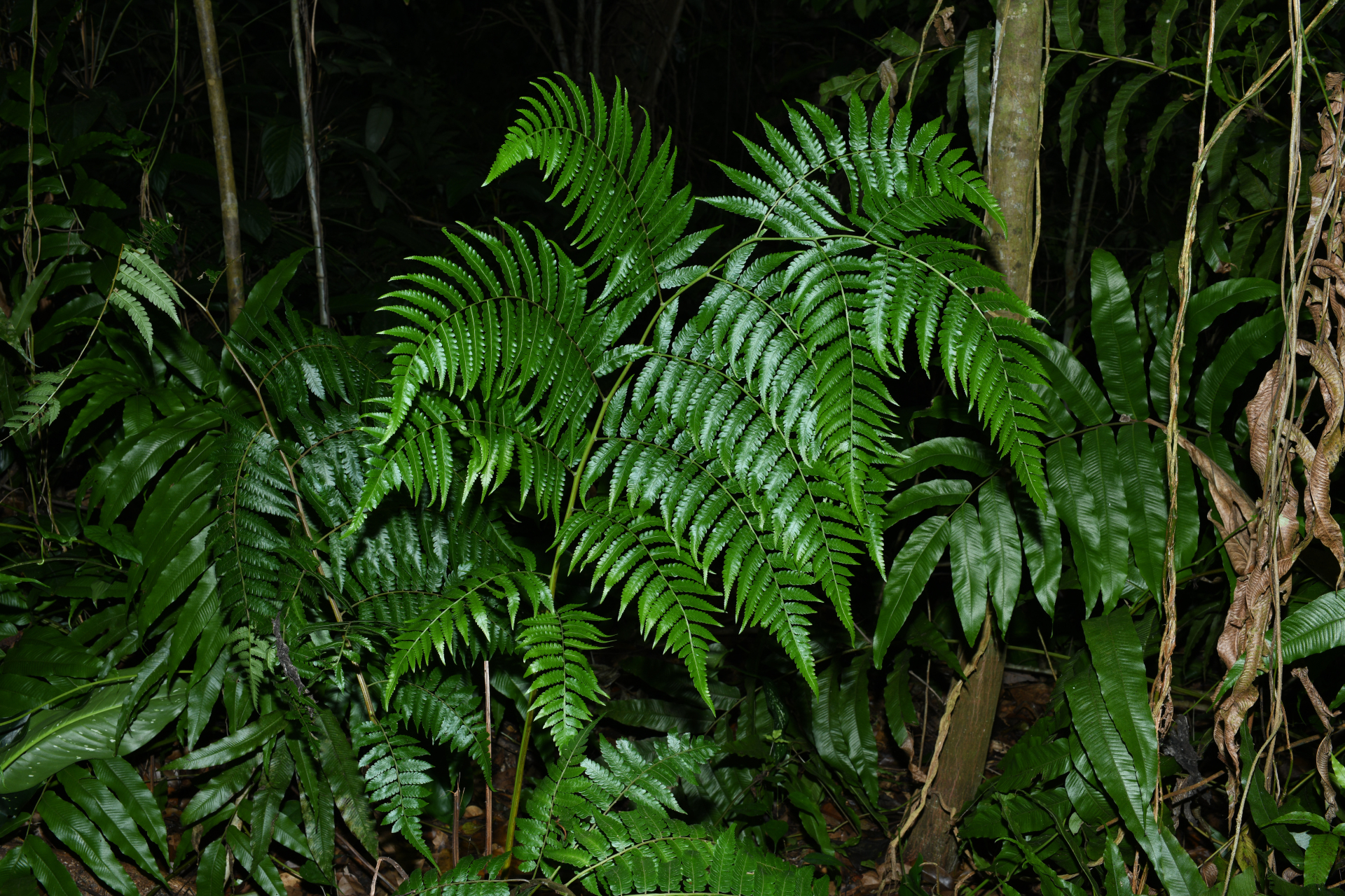 Cyathea pungens (Willd.) Domin - Photo Bivouac Naturaliste