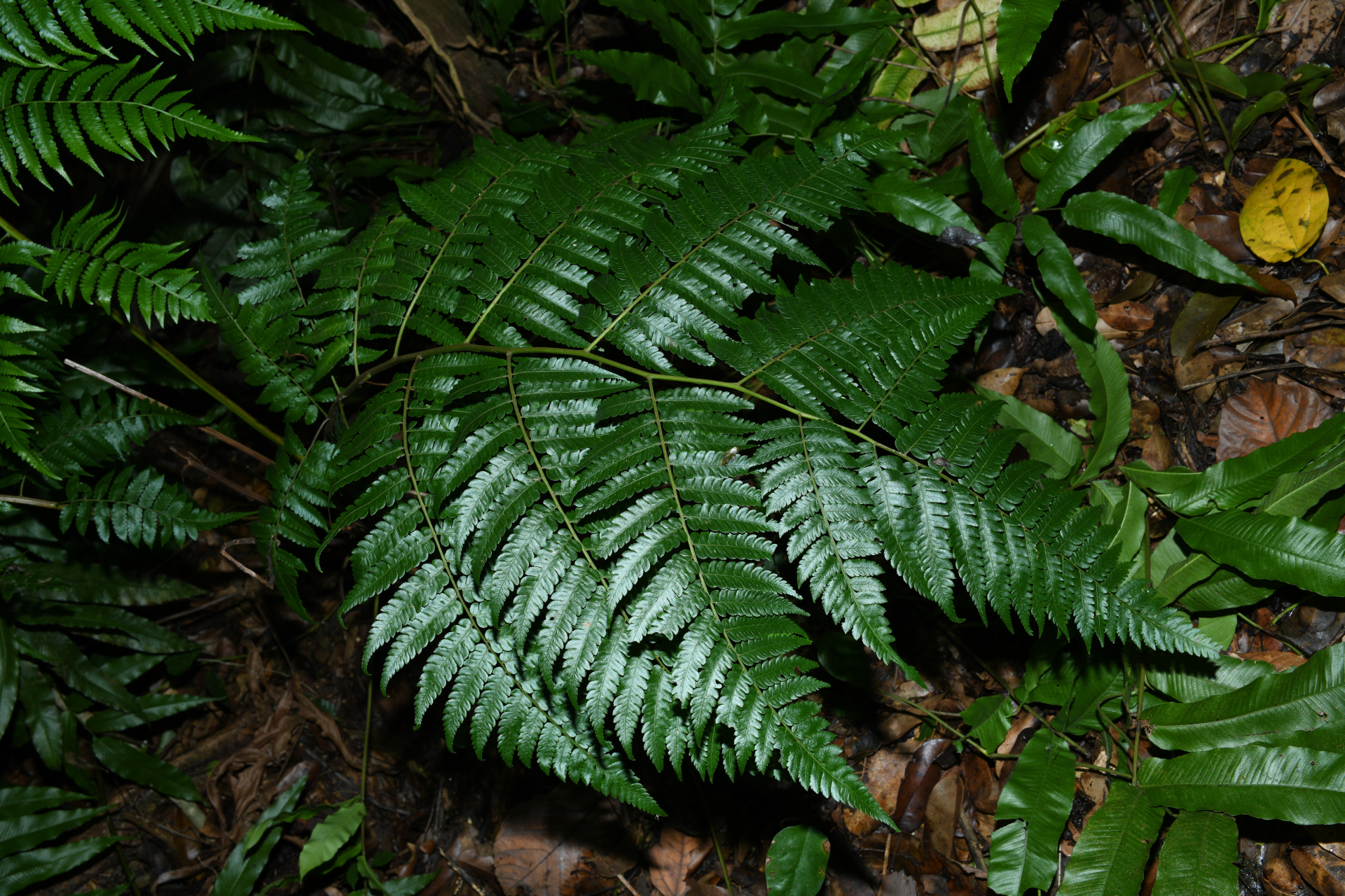 Cyathea pungens (Willd.) Domin - Photo Bivouac Naturaliste