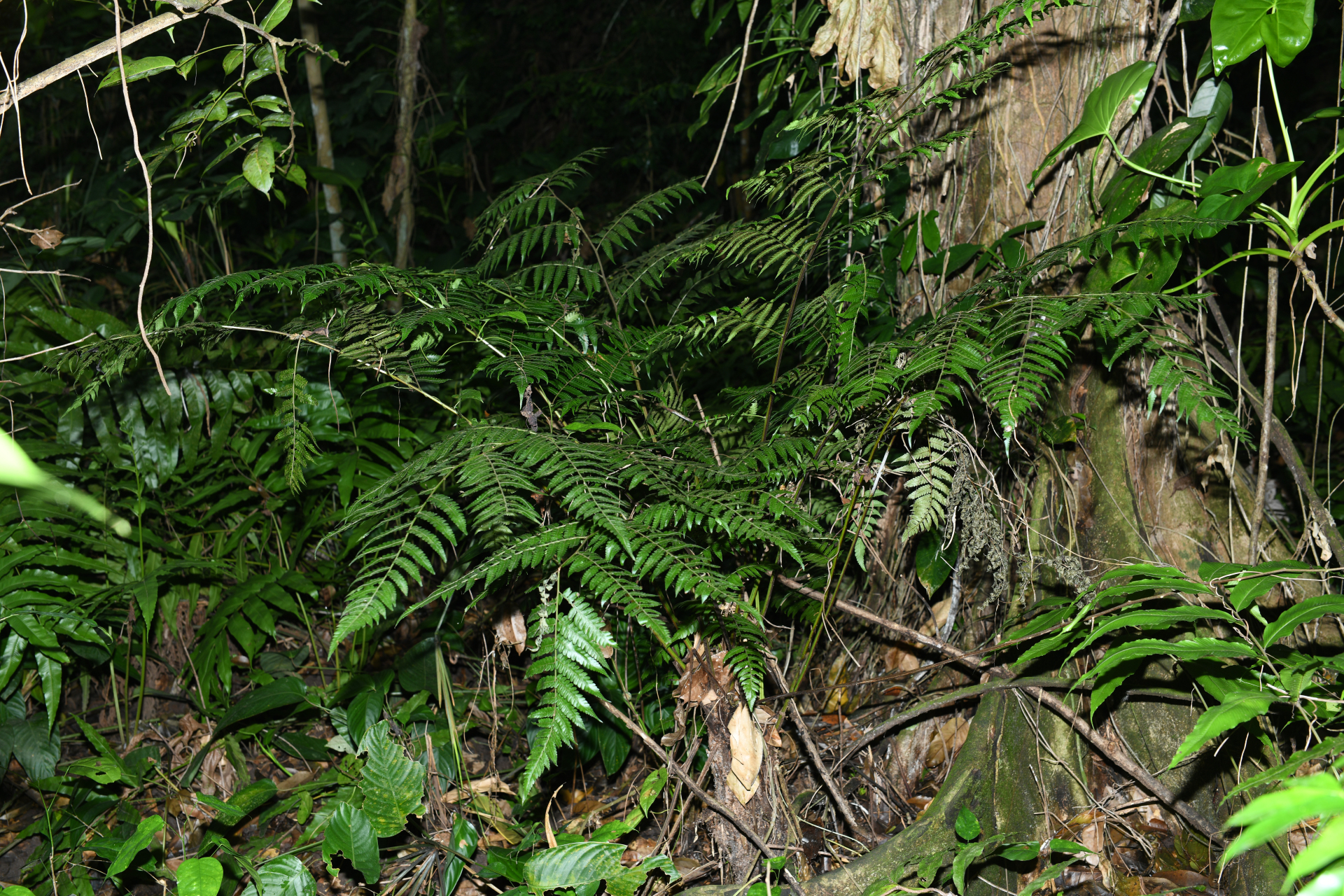 Cyathea pungens (Willd.) Domin - Photo Bivouac Naturaliste
