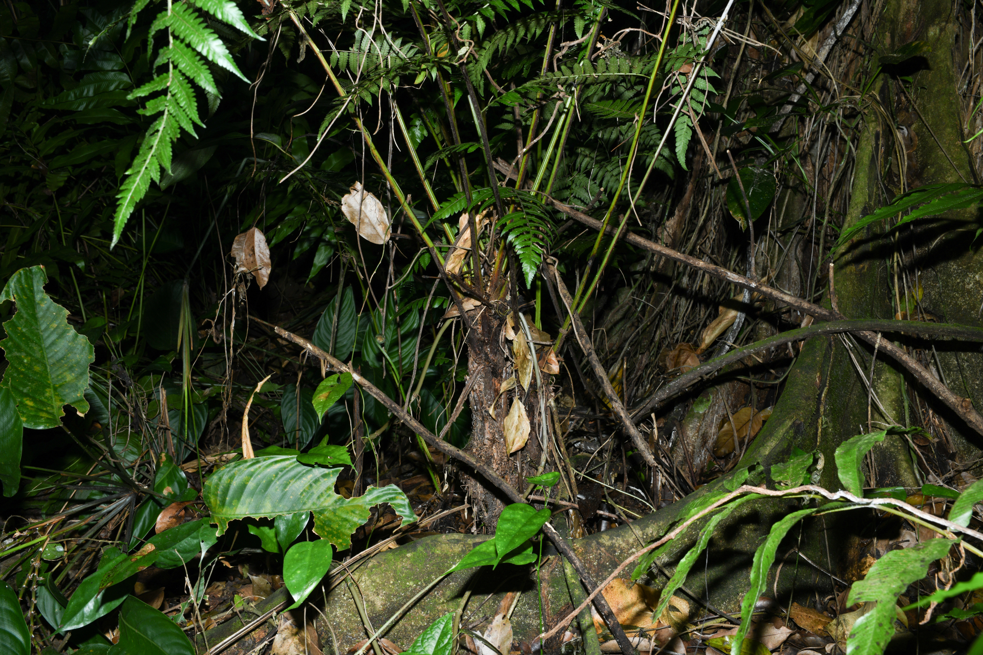 Cyathea pungens (Willd.) Domin - Photo Bivouac Naturaliste