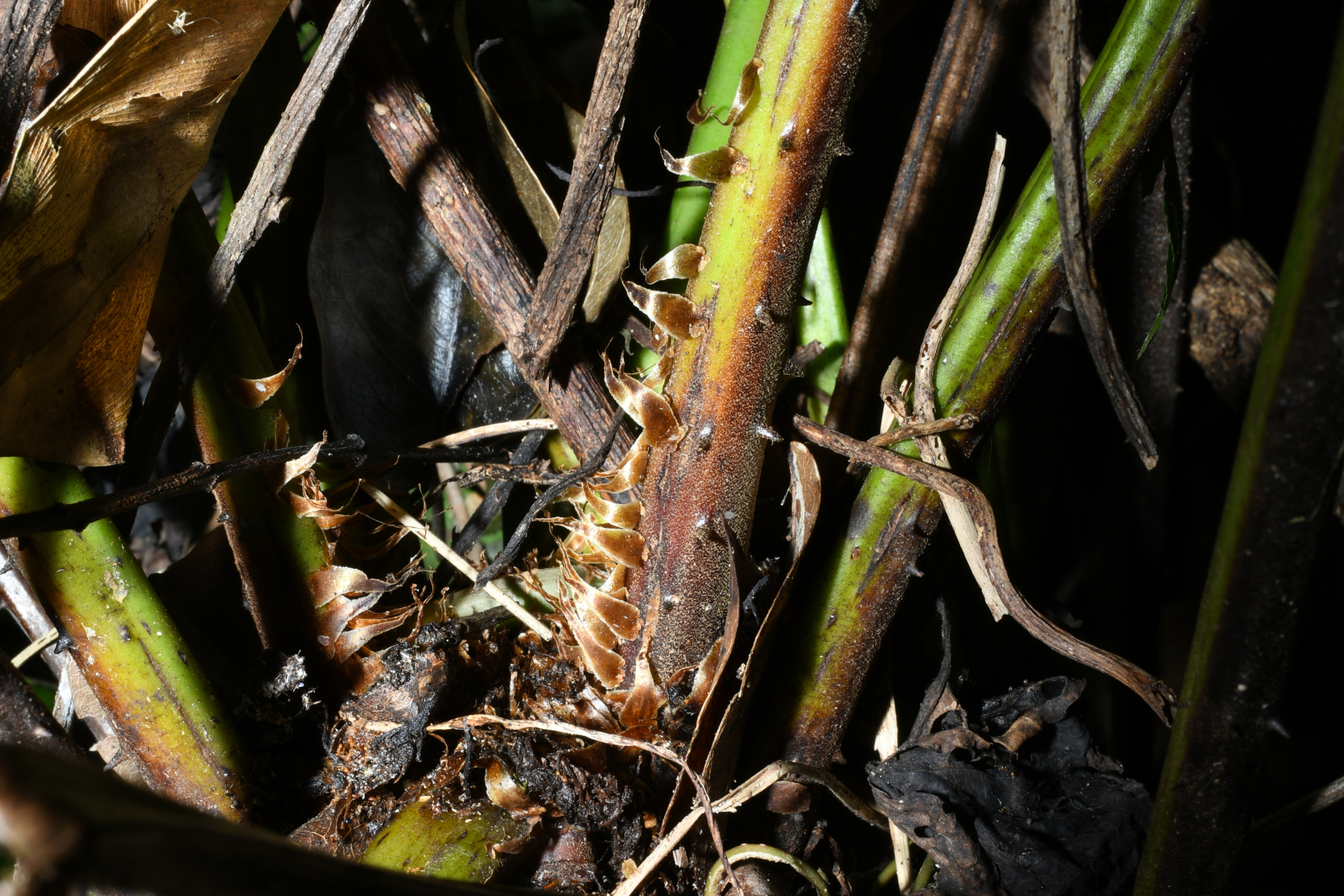 Cyathea pungens (Willd.) Domin - Photo Bivouac Naturaliste