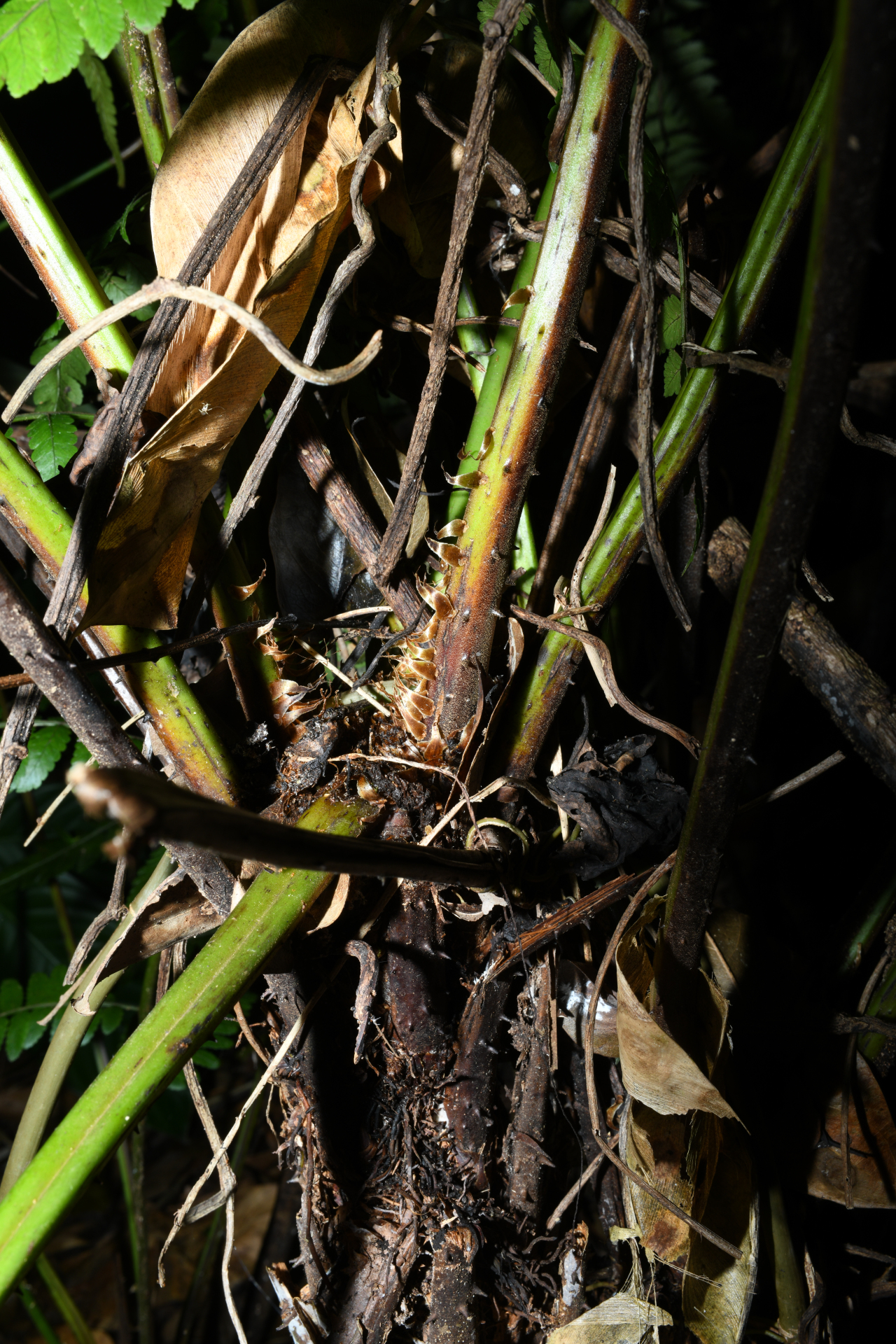 Cyathea pungens (Willd.) Domin - Photo Bivouac Naturaliste