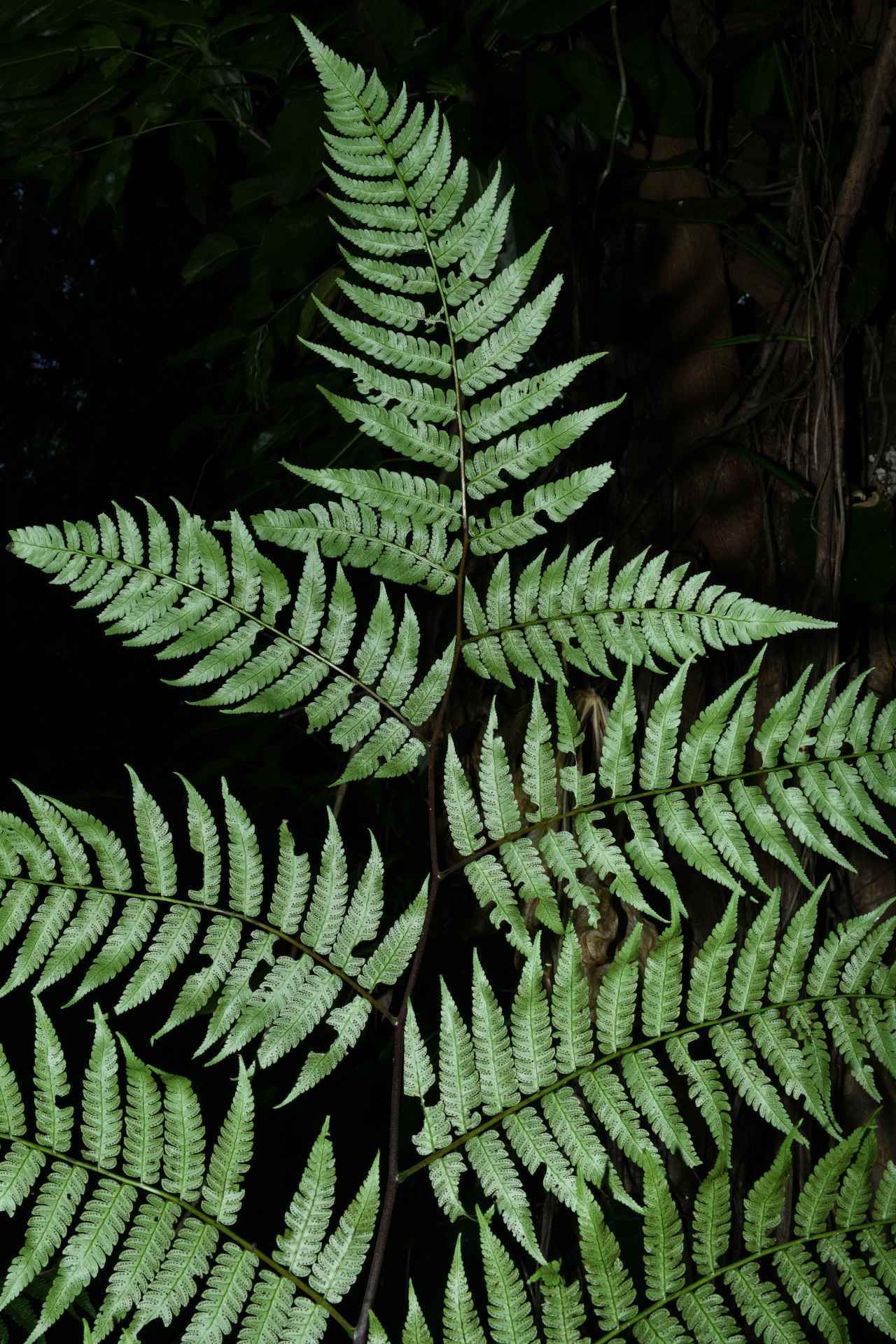 Cyathea pungens (Willd.) Domin - Photo Bivouac Naturaliste