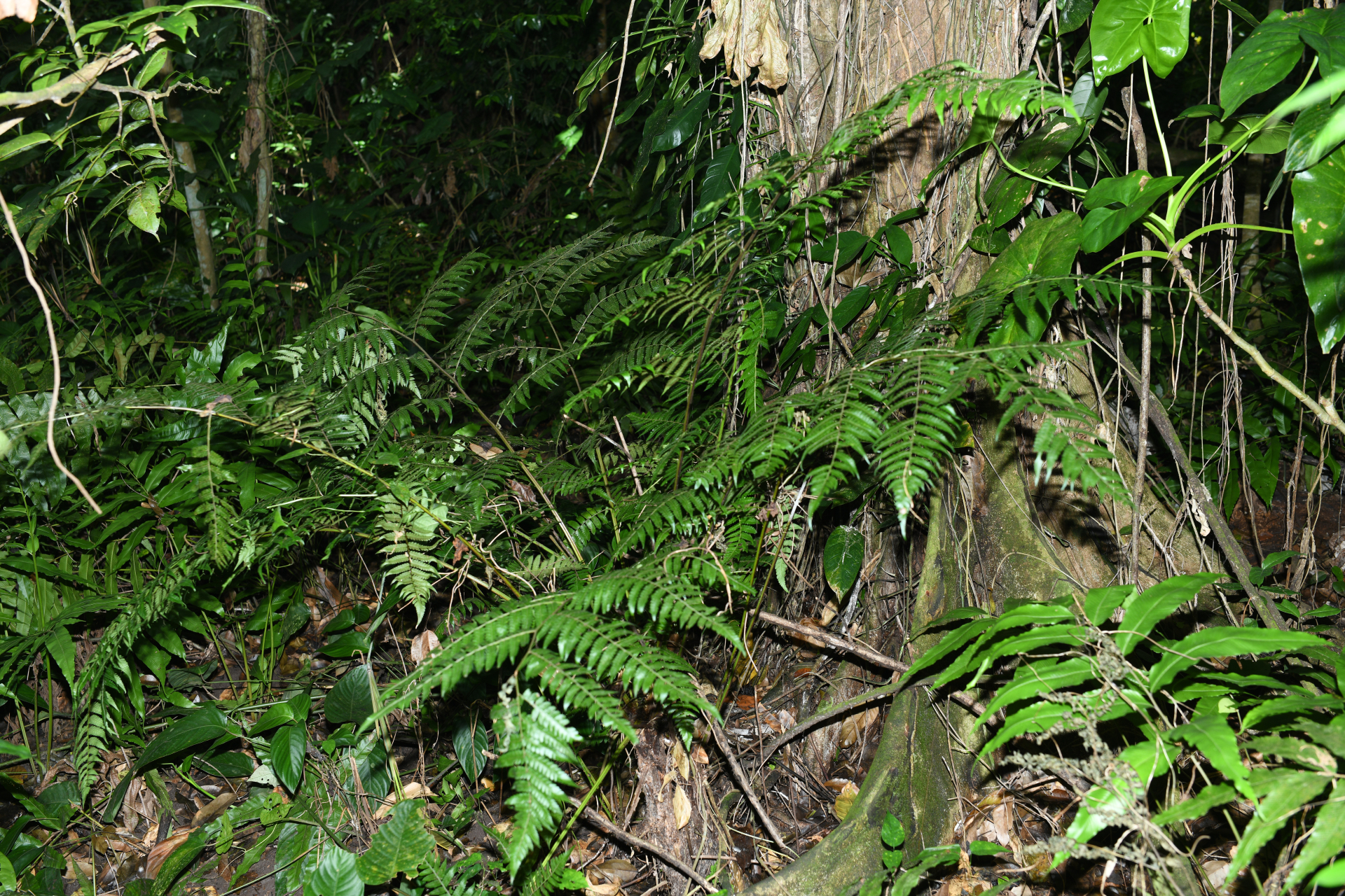 Cyathea pungens (Willd.) Domin - Photo Bivouac Naturaliste