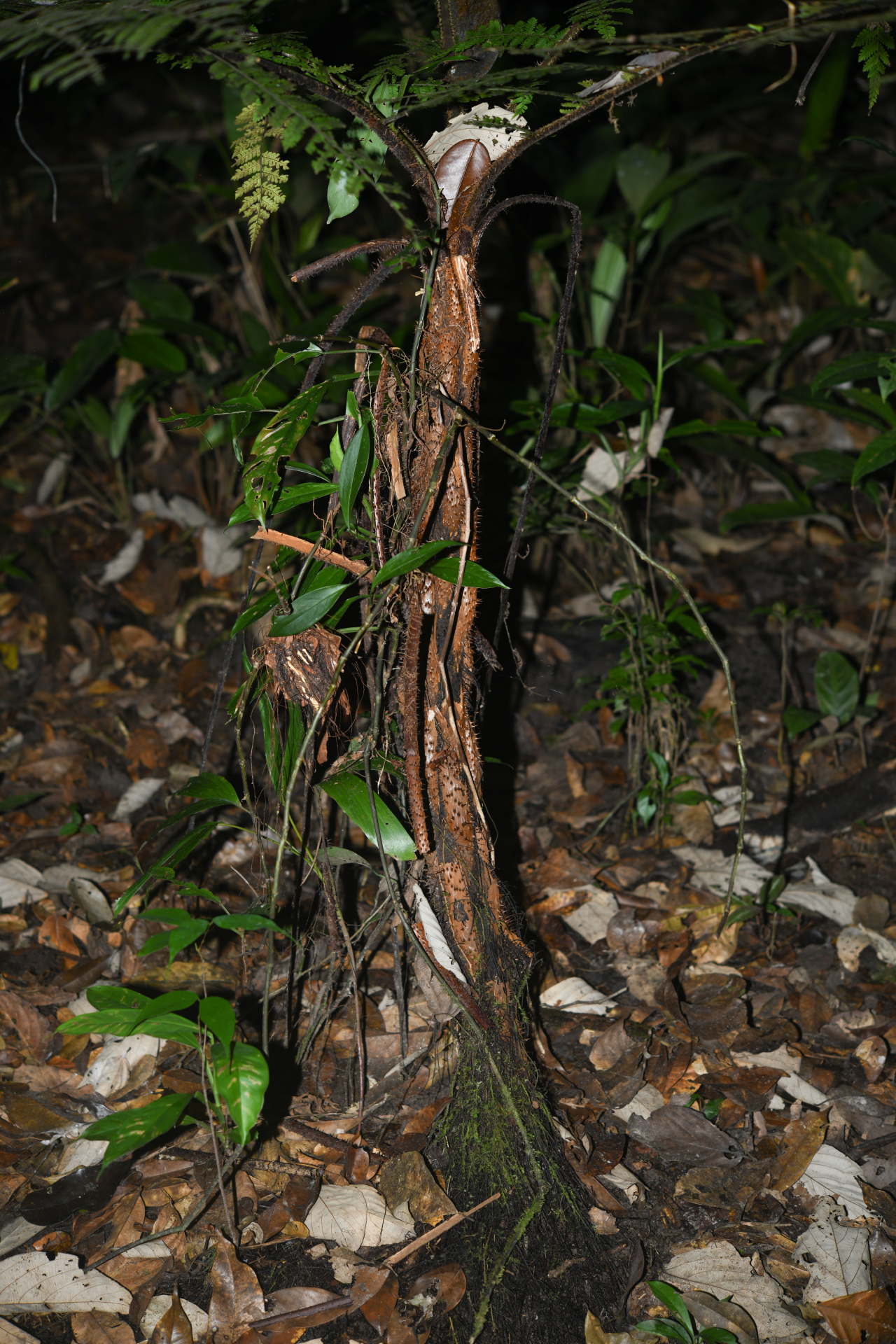 Cyathea pungens (Willd.) Domin - Photo Bivouac Naturaliste