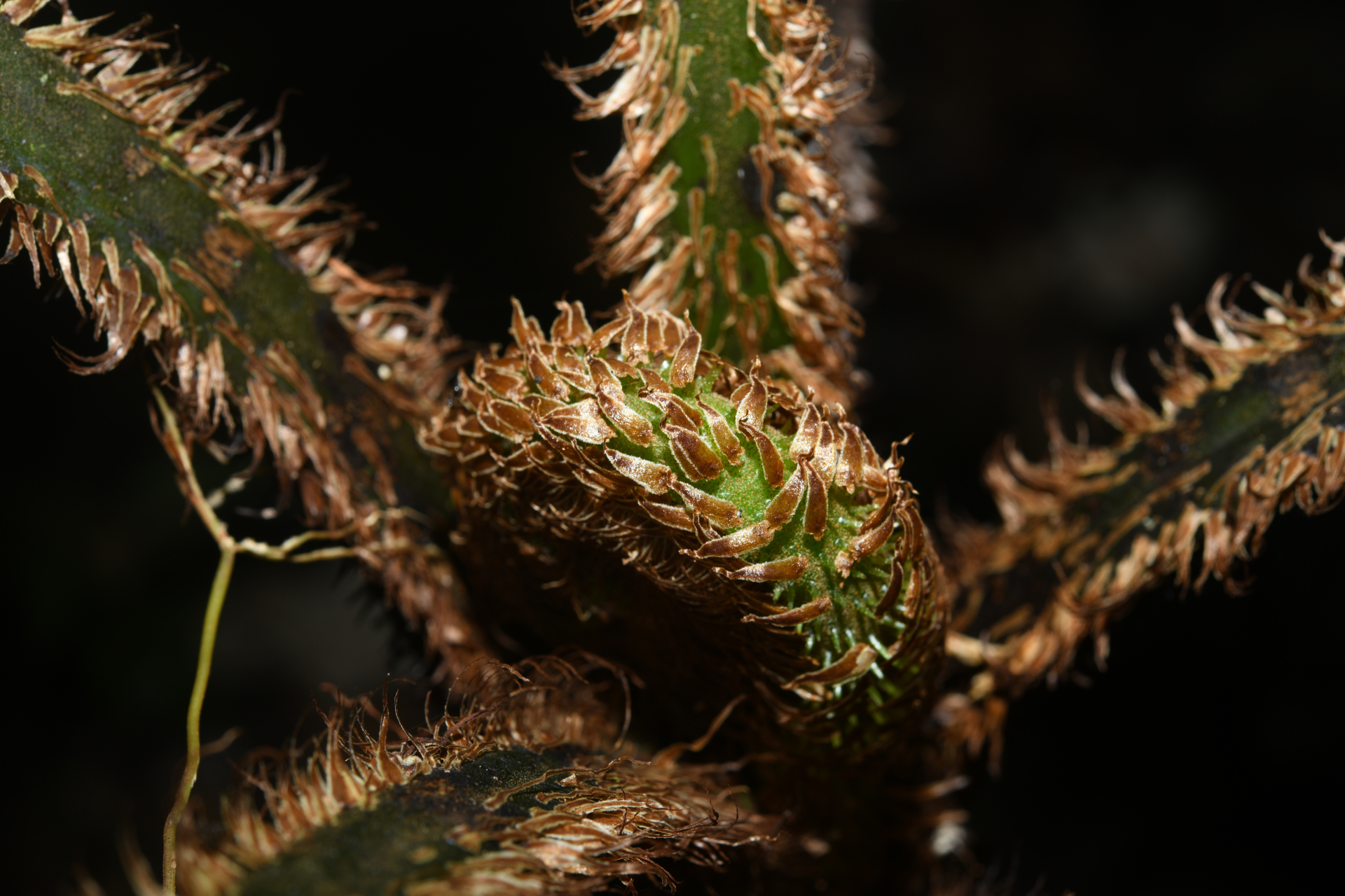 Cyathea pungens (Willd.) Domin - Photo Bivouac Naturaliste