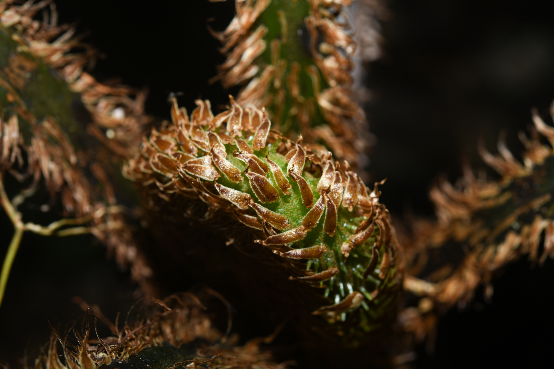 Cyathea pungens (Willd.) Domin - Photo Bivouac Naturaliste