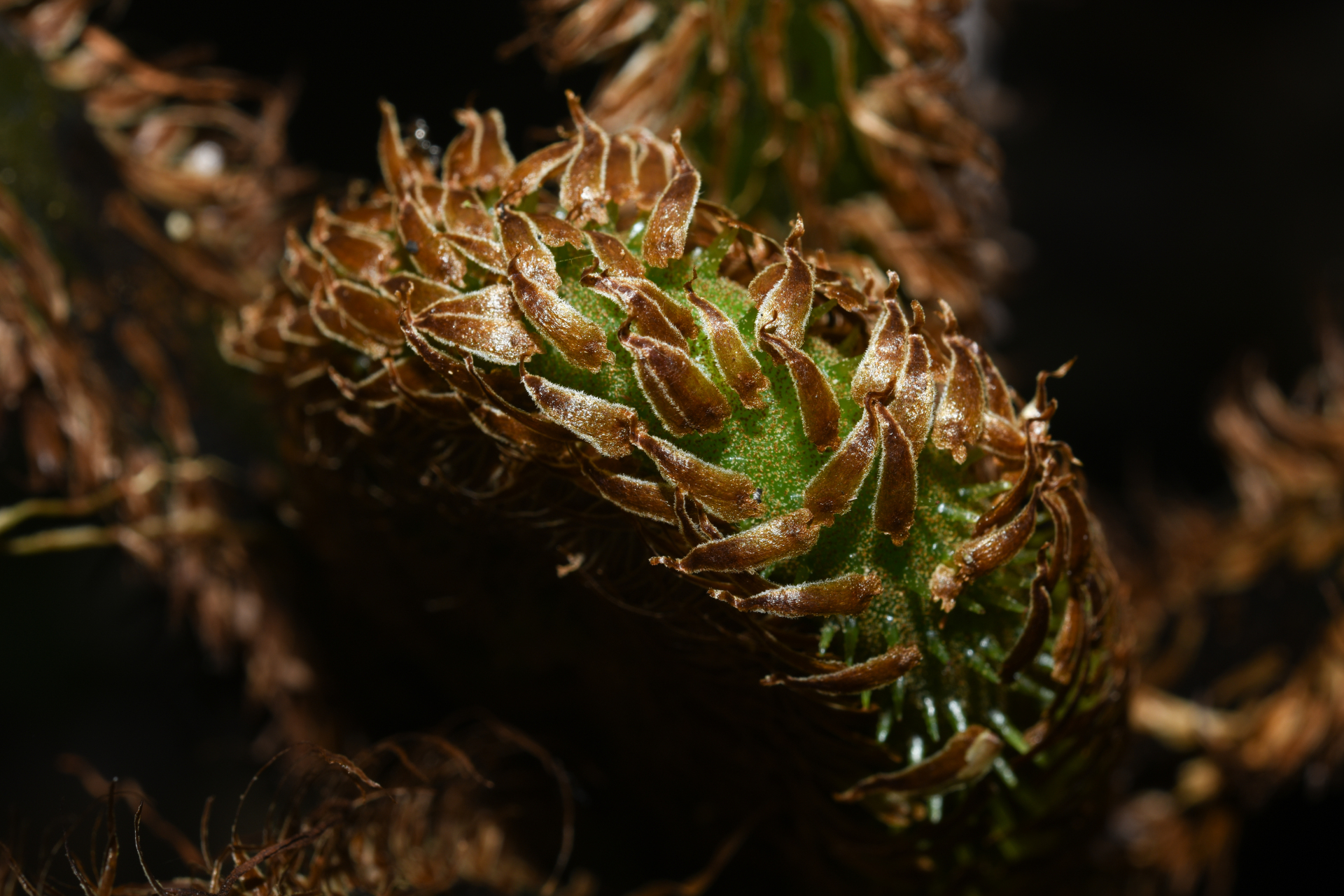 Cyathea pungens (Willd.) Domin - Photo Bivouac Naturaliste