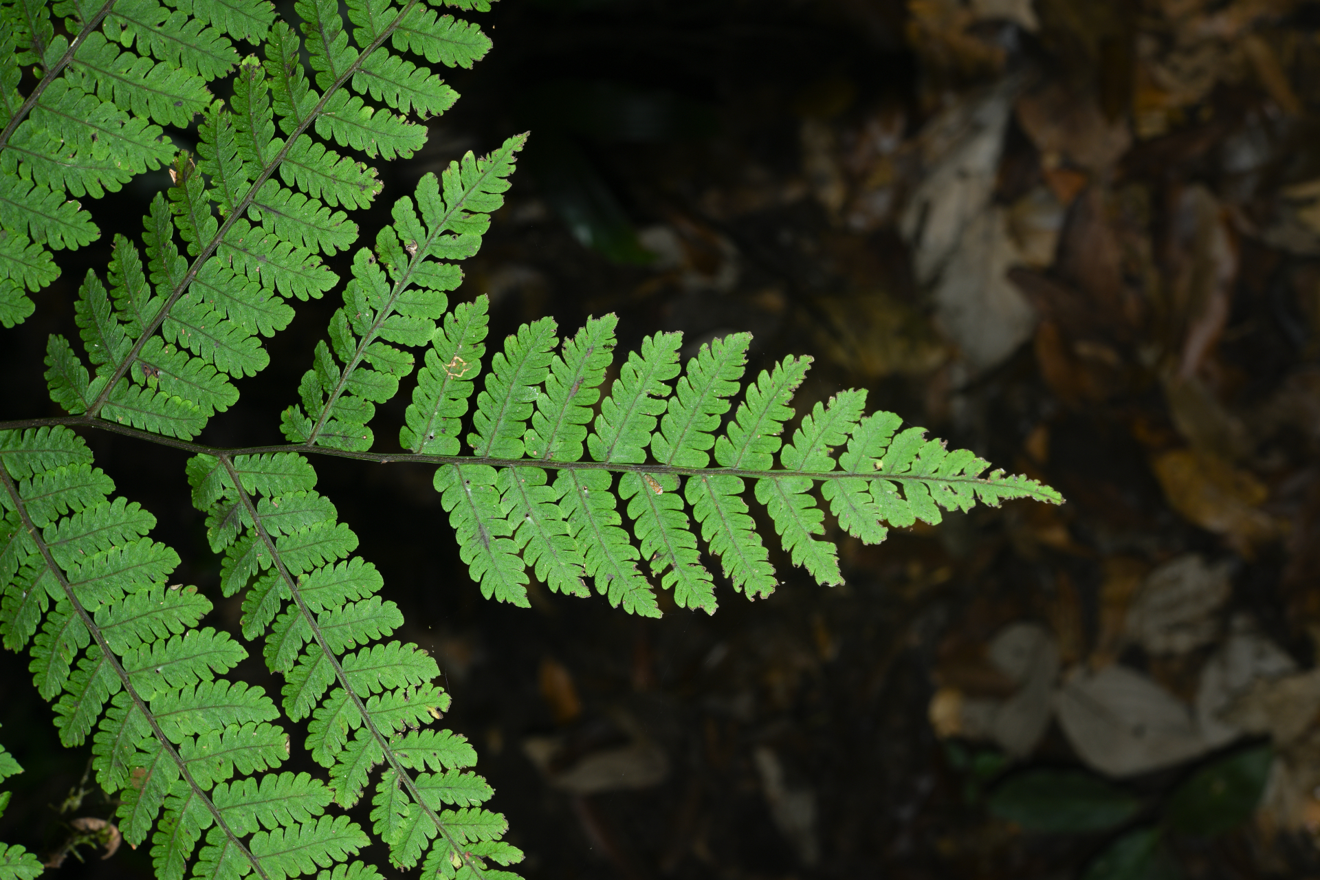 Cyathea pungens (Willd.) Domin - Photo Bivouac Naturaliste