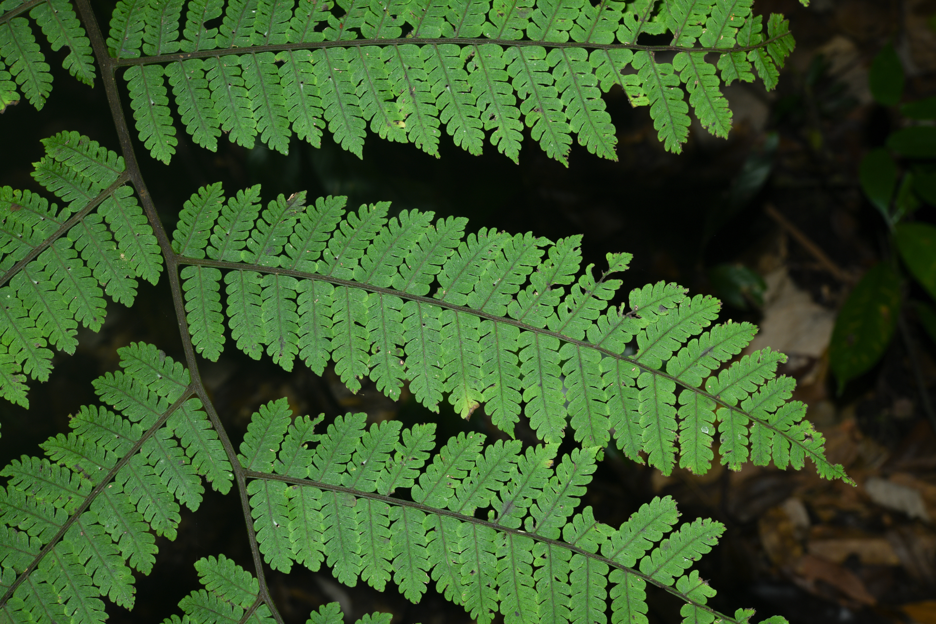 Cyathea pungens (Willd.) Domin - Photo Bivouac Naturaliste