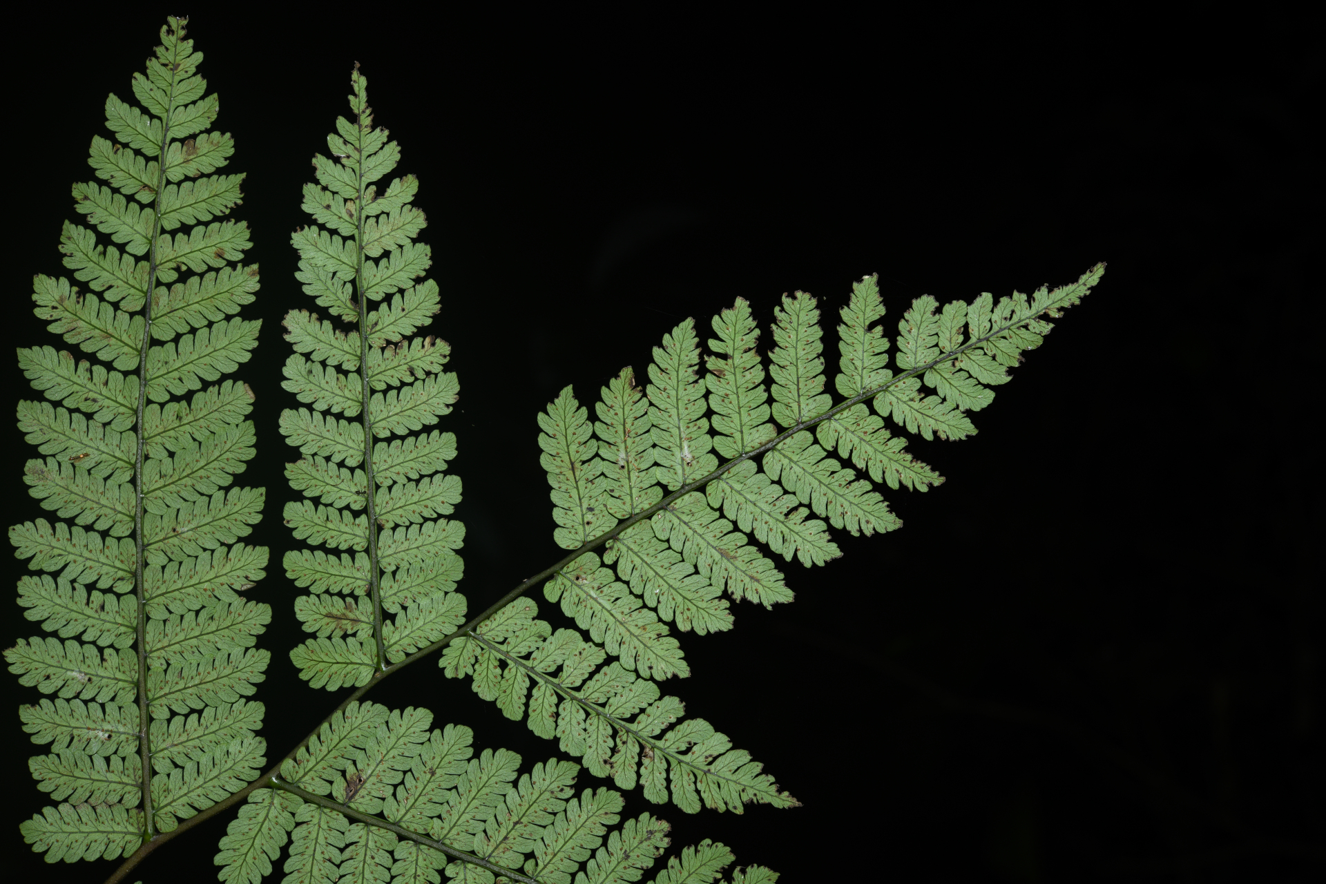 Cyathea pungens (Willd.) Domin - Photo Bivouac Naturaliste