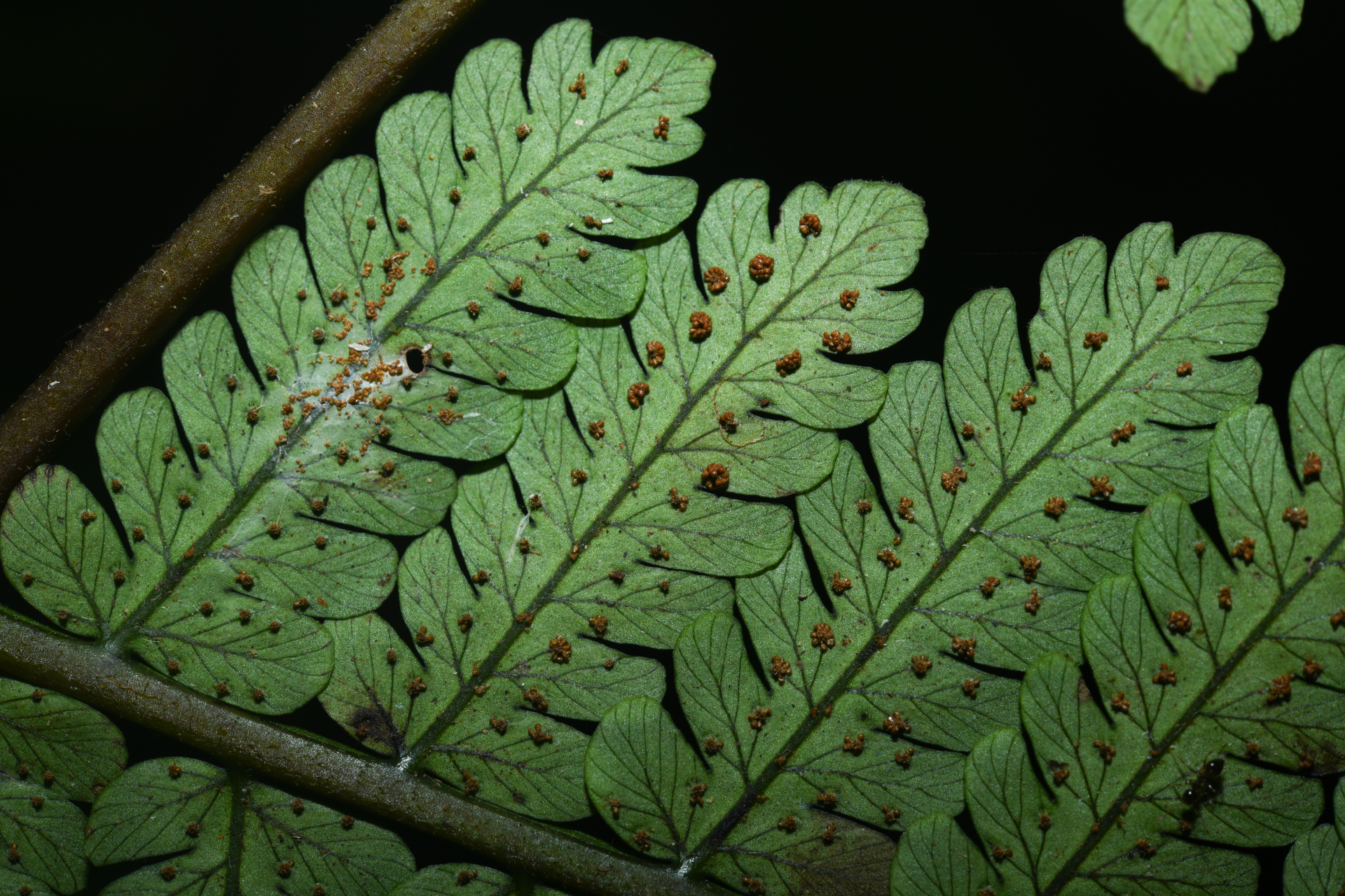 Cyathea pungens (Willd.) Domin - Photo Bivouac Naturaliste