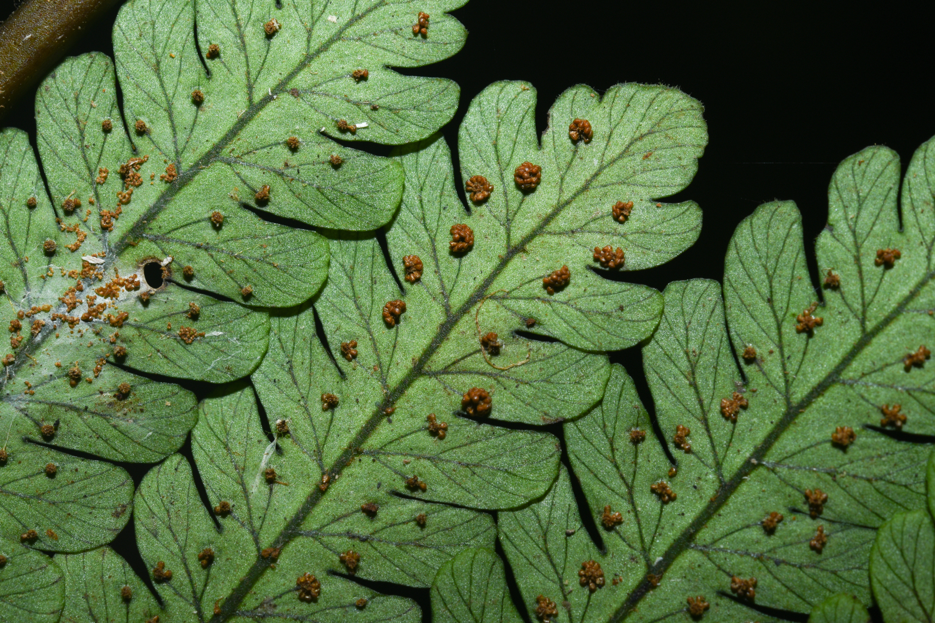 Cyathea pungens (Willd.) Domin - Photo Bivouac Naturaliste