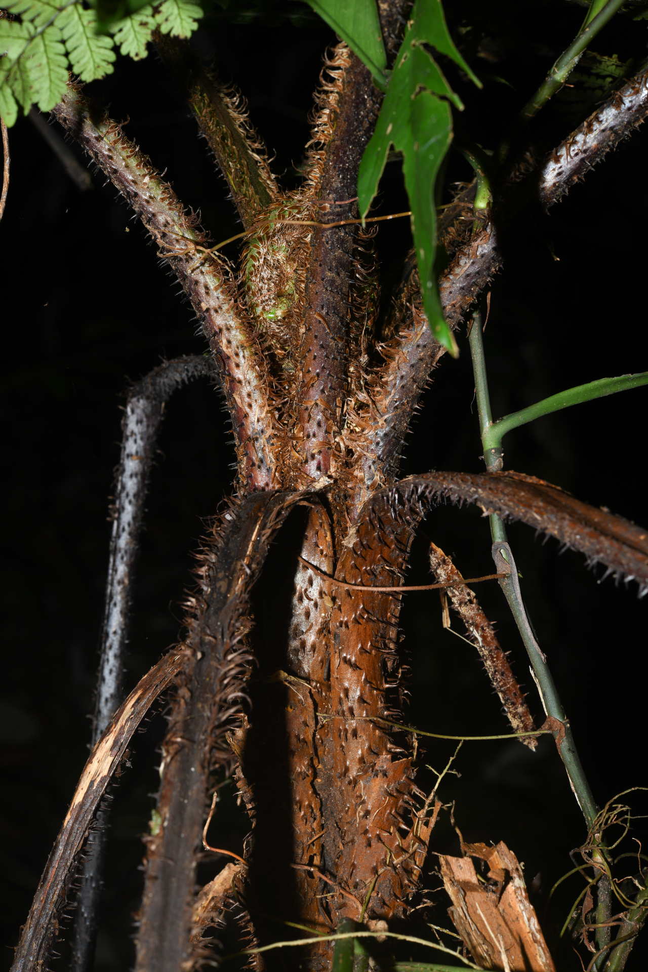 Cyathea pungens (Willd.) Domin - Photo Bivouac Naturaliste