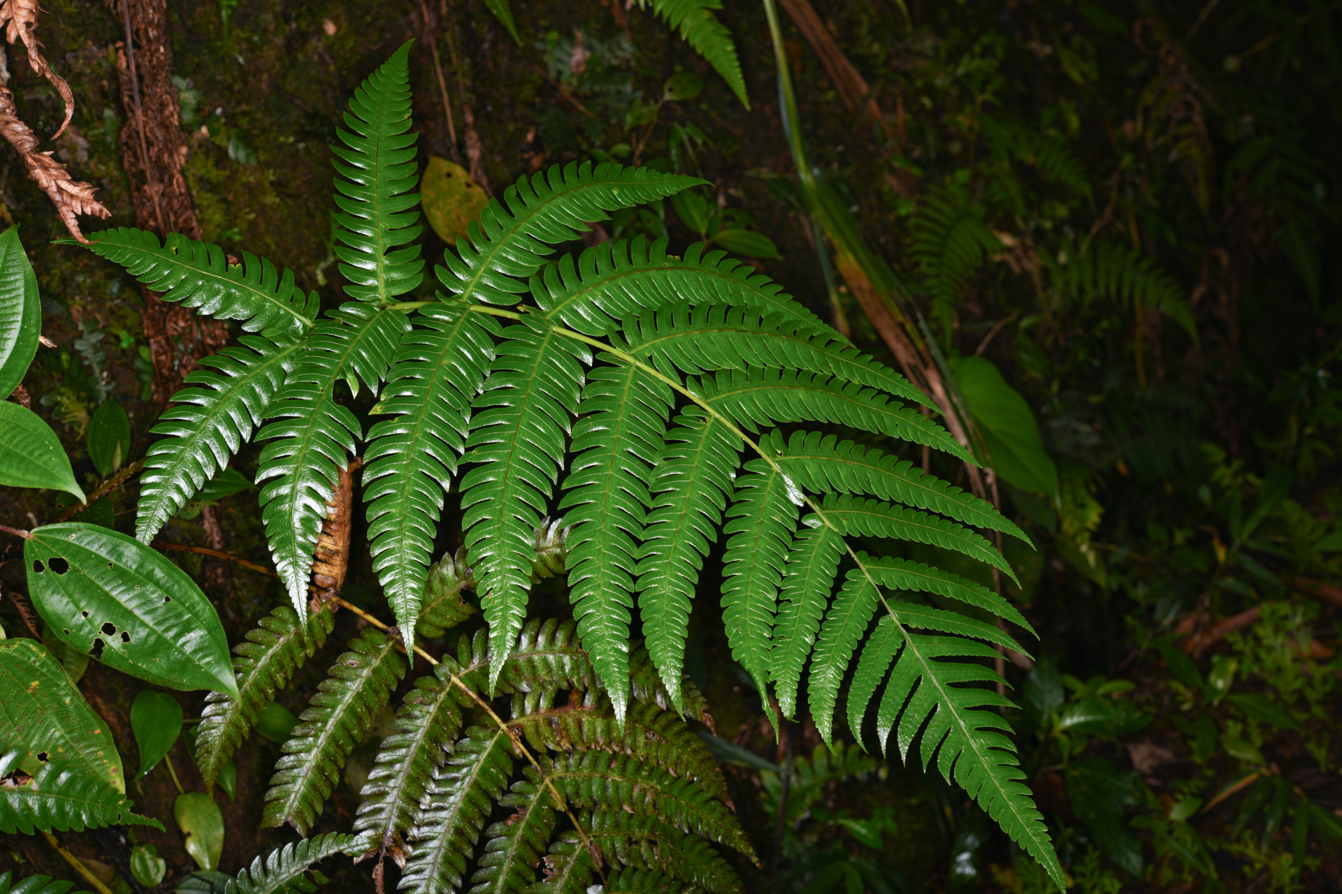 Cyathea grandifolia Willd. - Photo Bivouac Naturaliste