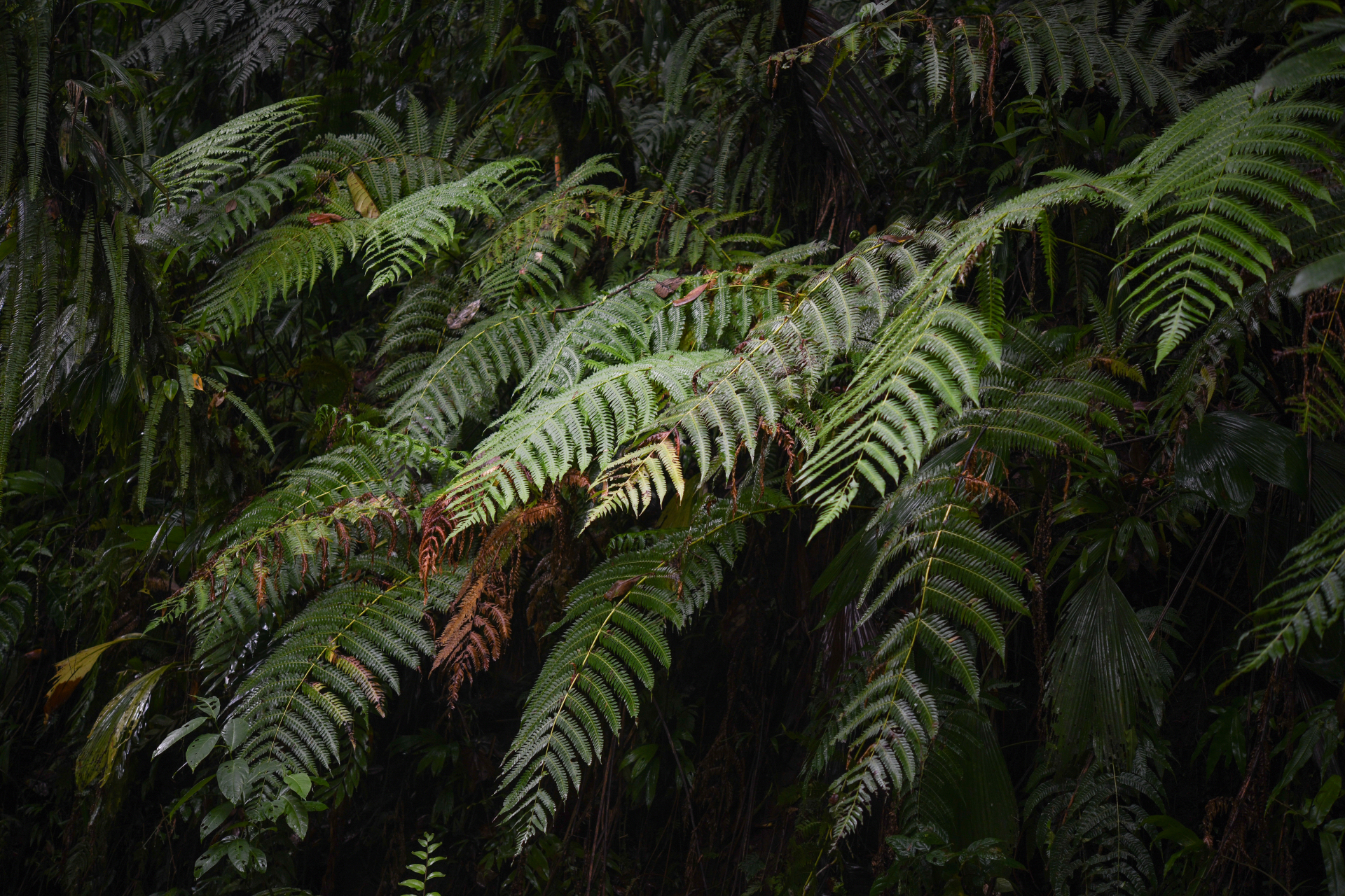 Cyathea grandifolia Willd. - Photo Bivouac Naturaliste