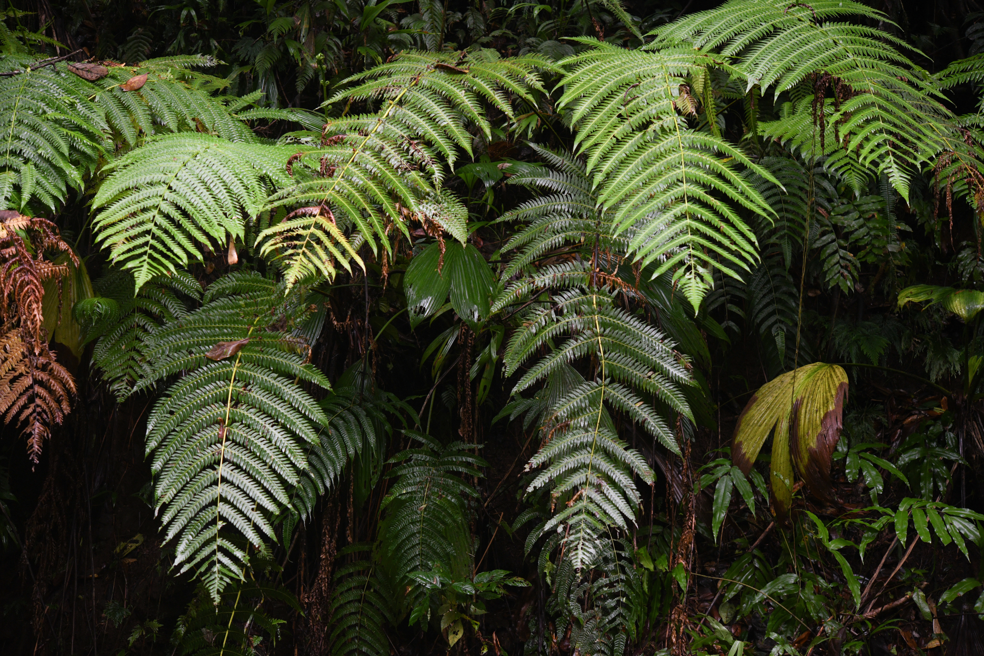 Cyathea grandifolia Willd. - Photo Bivouac Naturaliste