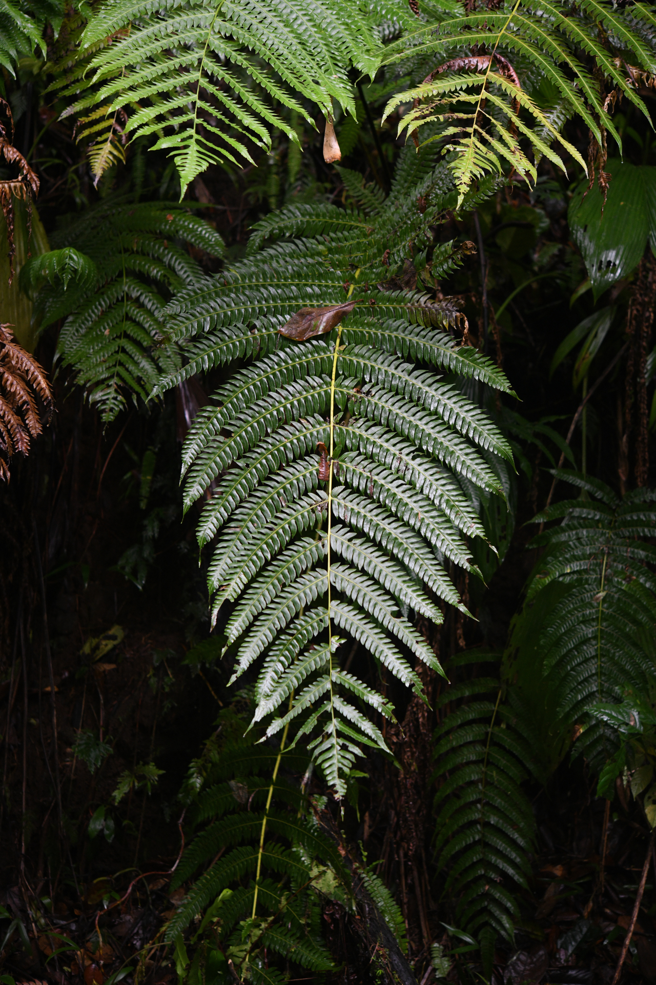 Cyathea grandifolia Willd. - Photo Bivouac Naturaliste