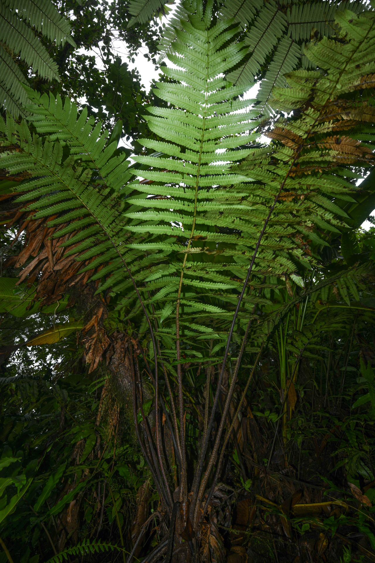 Cyathea grandifolia Willd. - Photo Bivouac Naturaliste