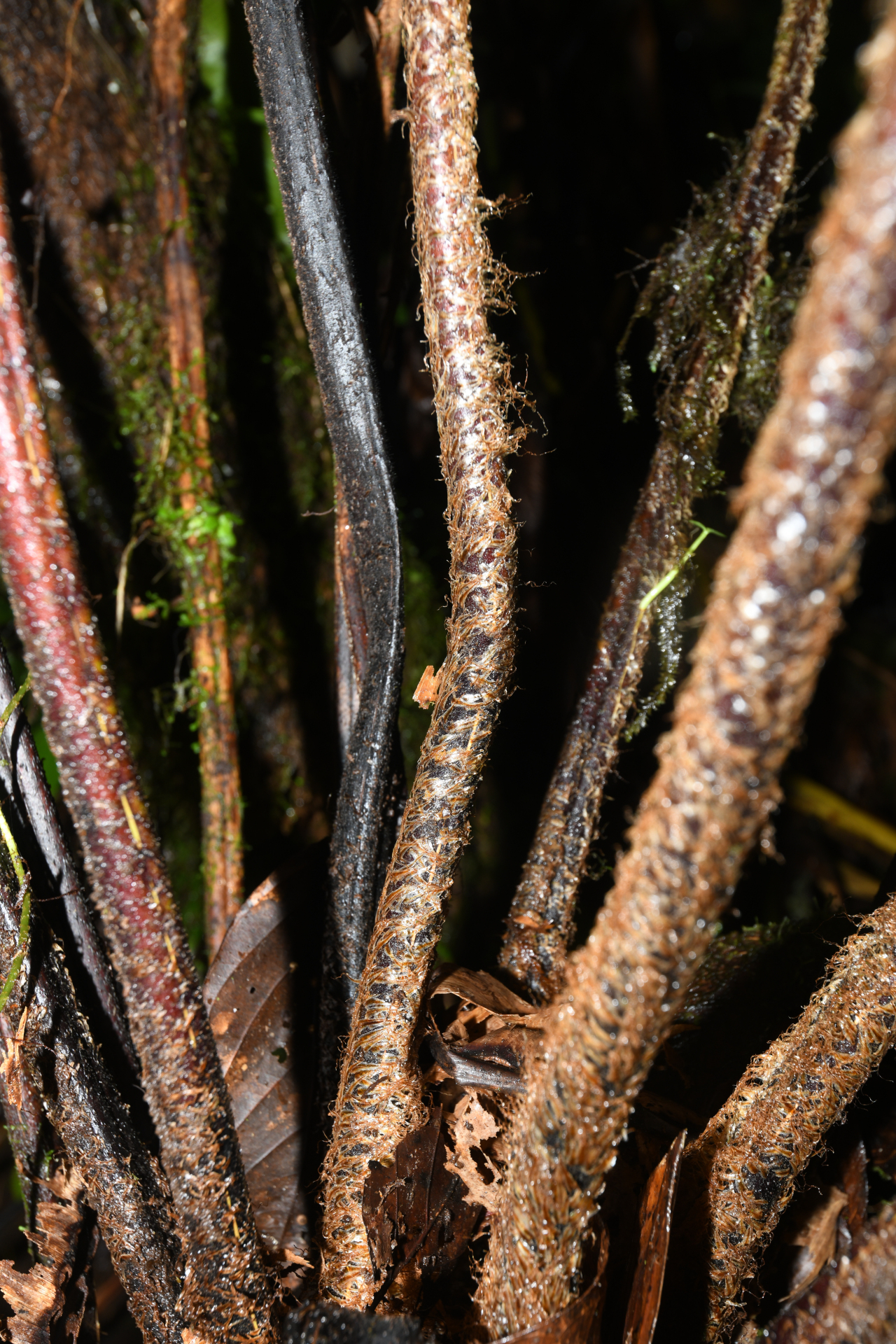 Cyathea grandifolia Willd. - Photo Bivouac Naturaliste