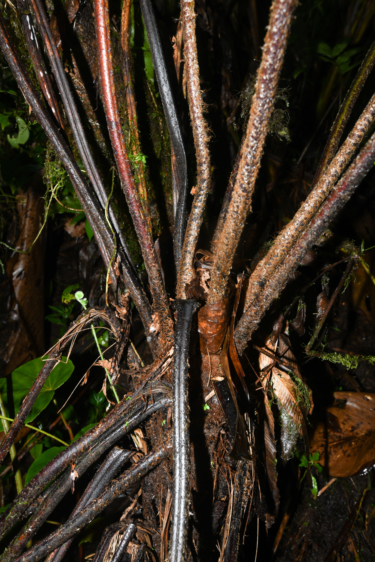 Cyathea grandifolia Willd. - Photo Bivouac Naturaliste