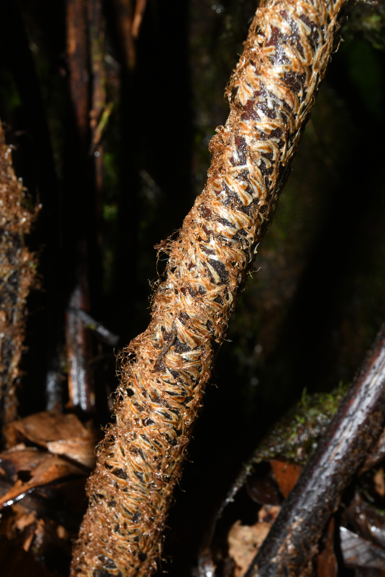 Cyathea grandifolia Willd. - Photo Bivouac Naturaliste