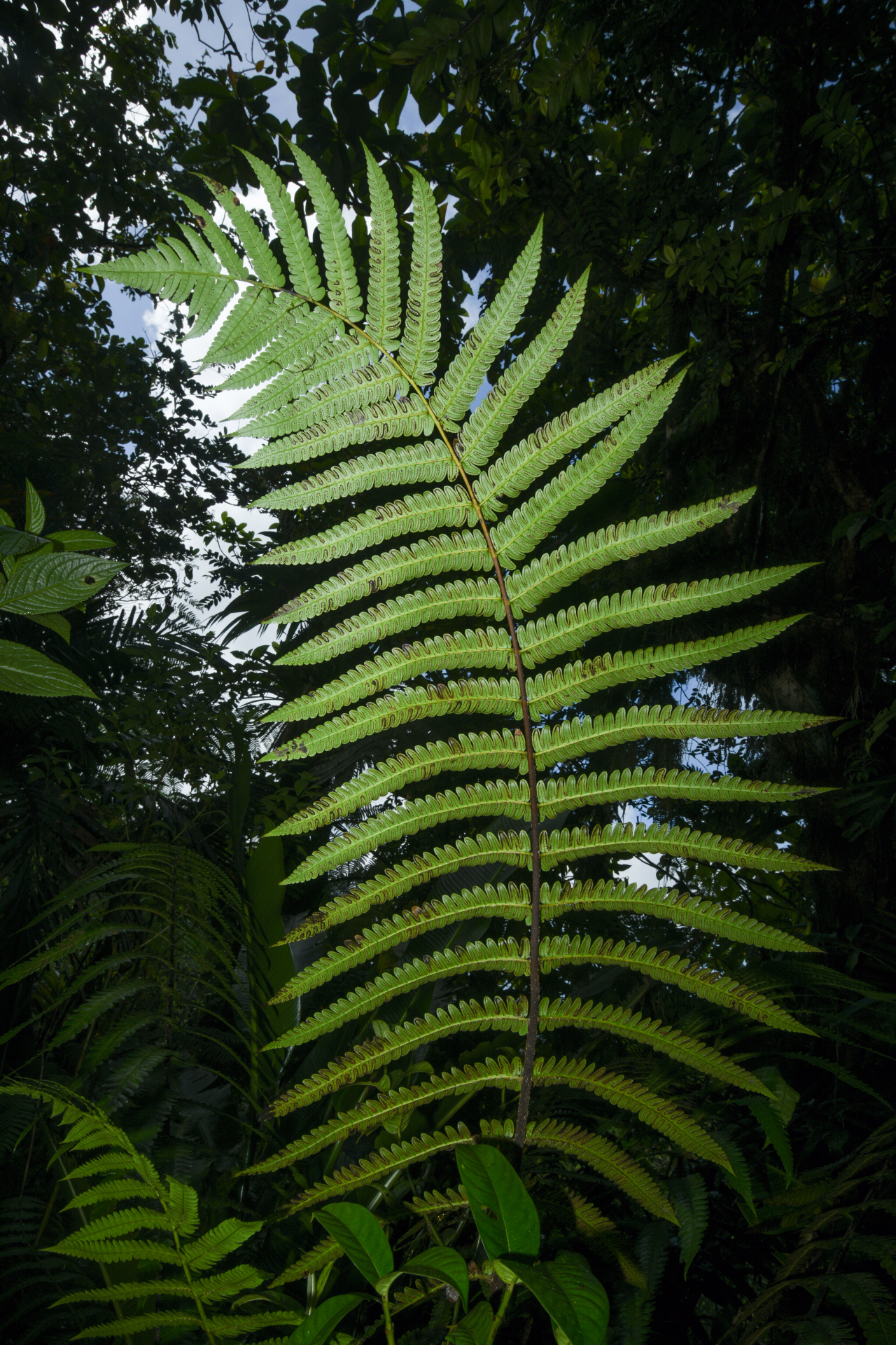 Cyathea grandifolia Willd. - Photo Bivouac Naturaliste