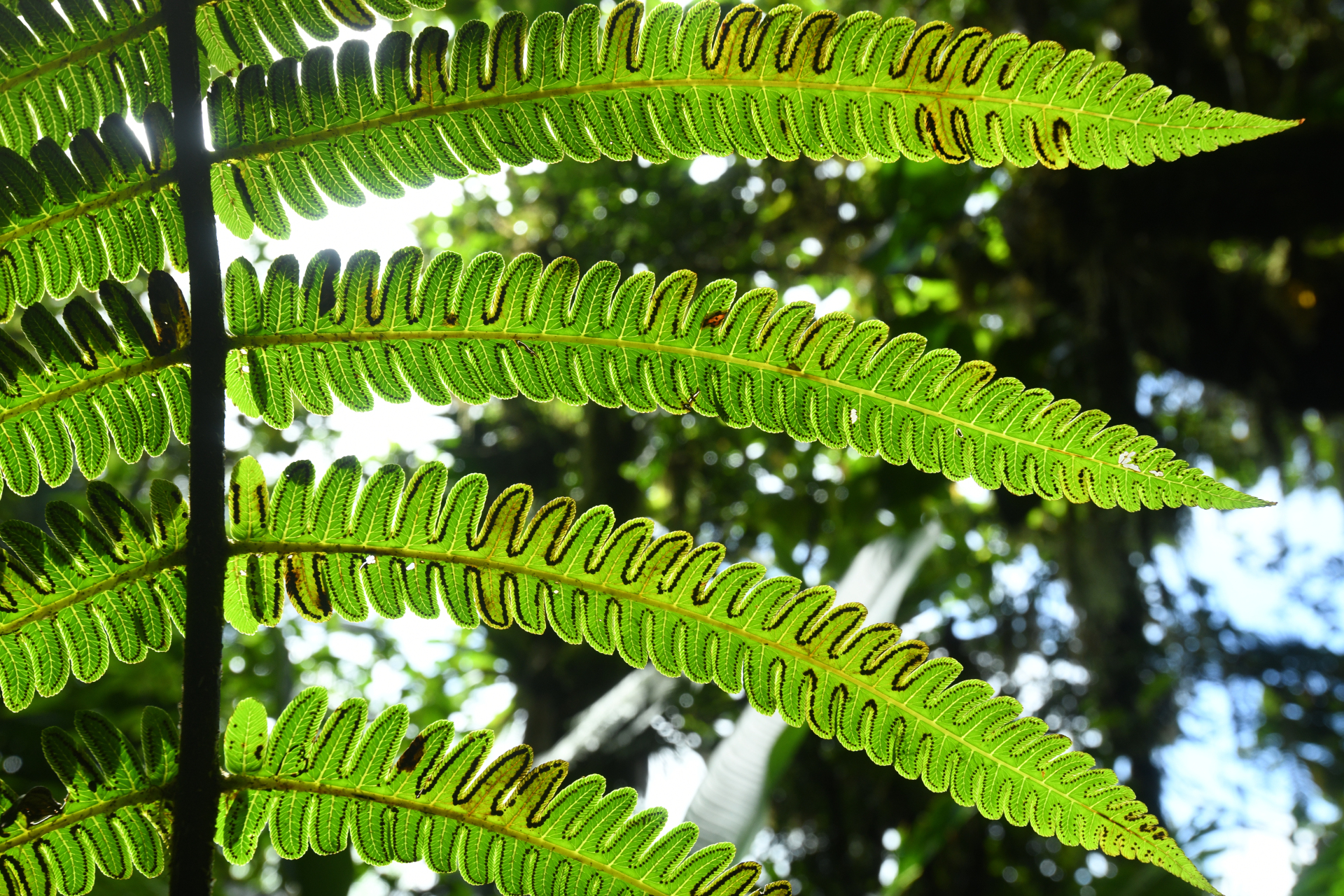 Cyathea grandifolia Willd. - Photo Bivouac Naturaliste