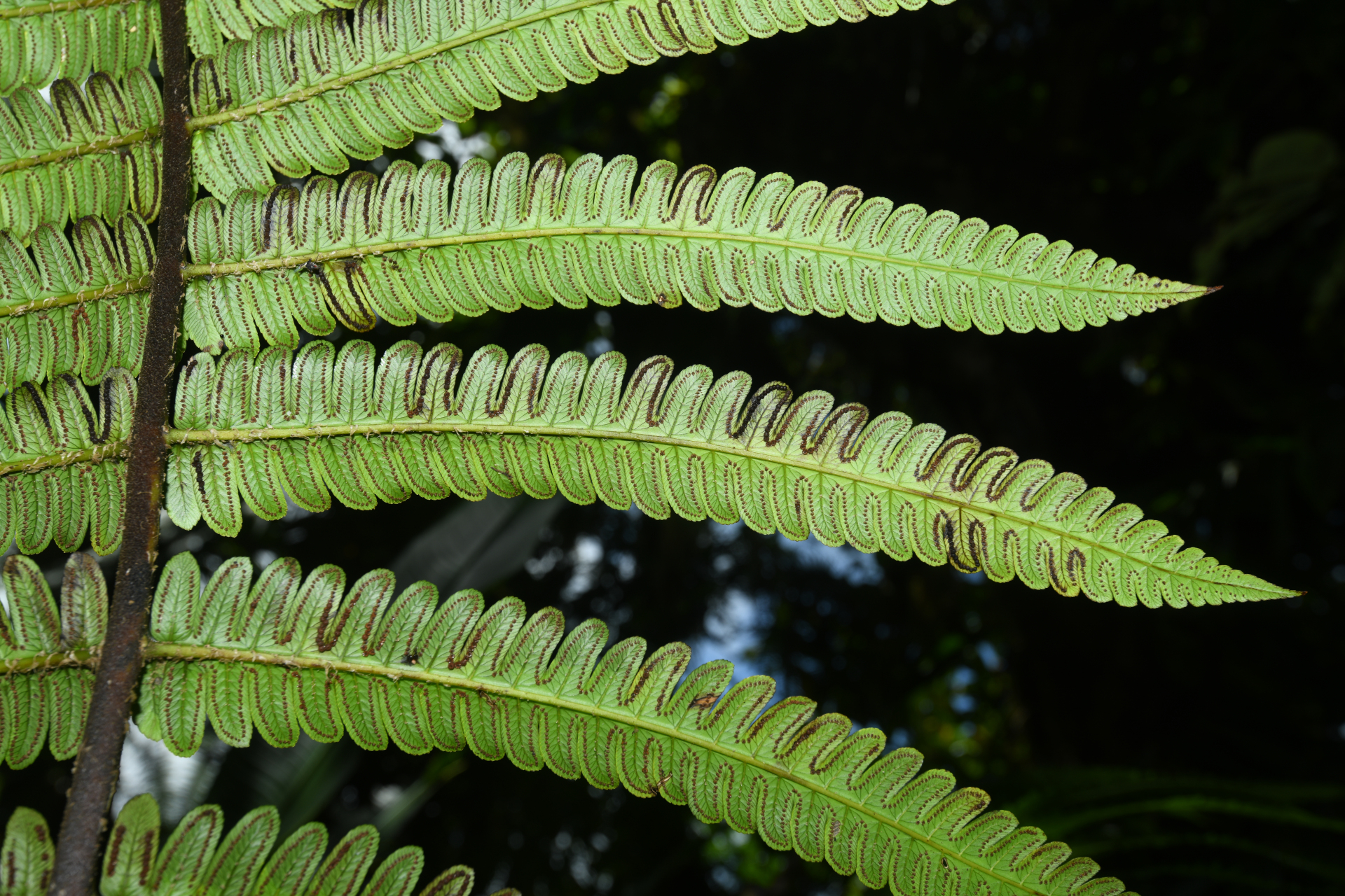 Cyathea grandifolia Willd. - Photo Bivouac Naturaliste
