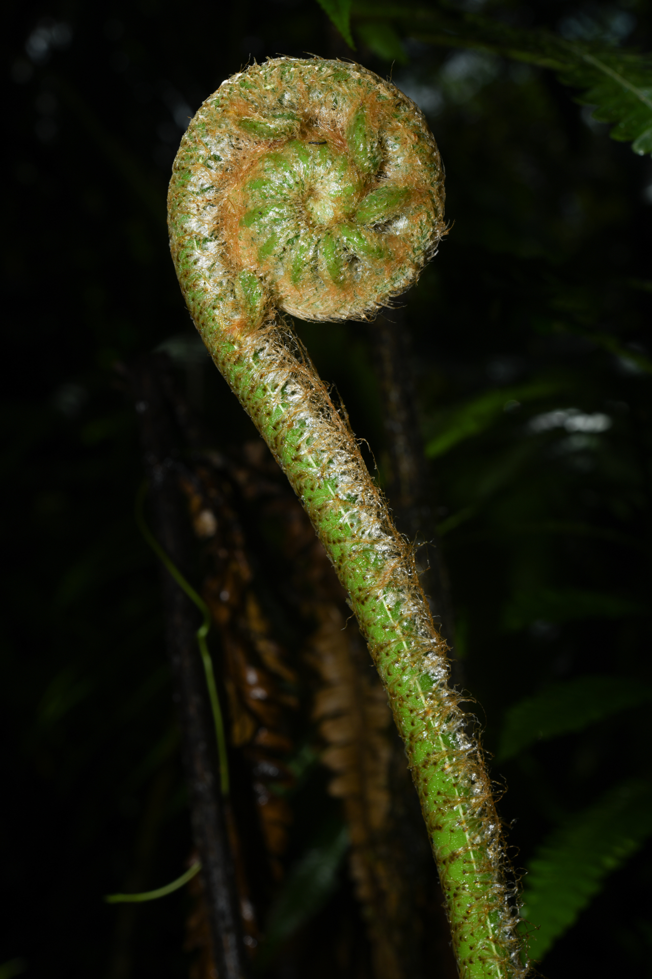Cyathea grandifolia Willd. - Photo Bivouac Naturaliste