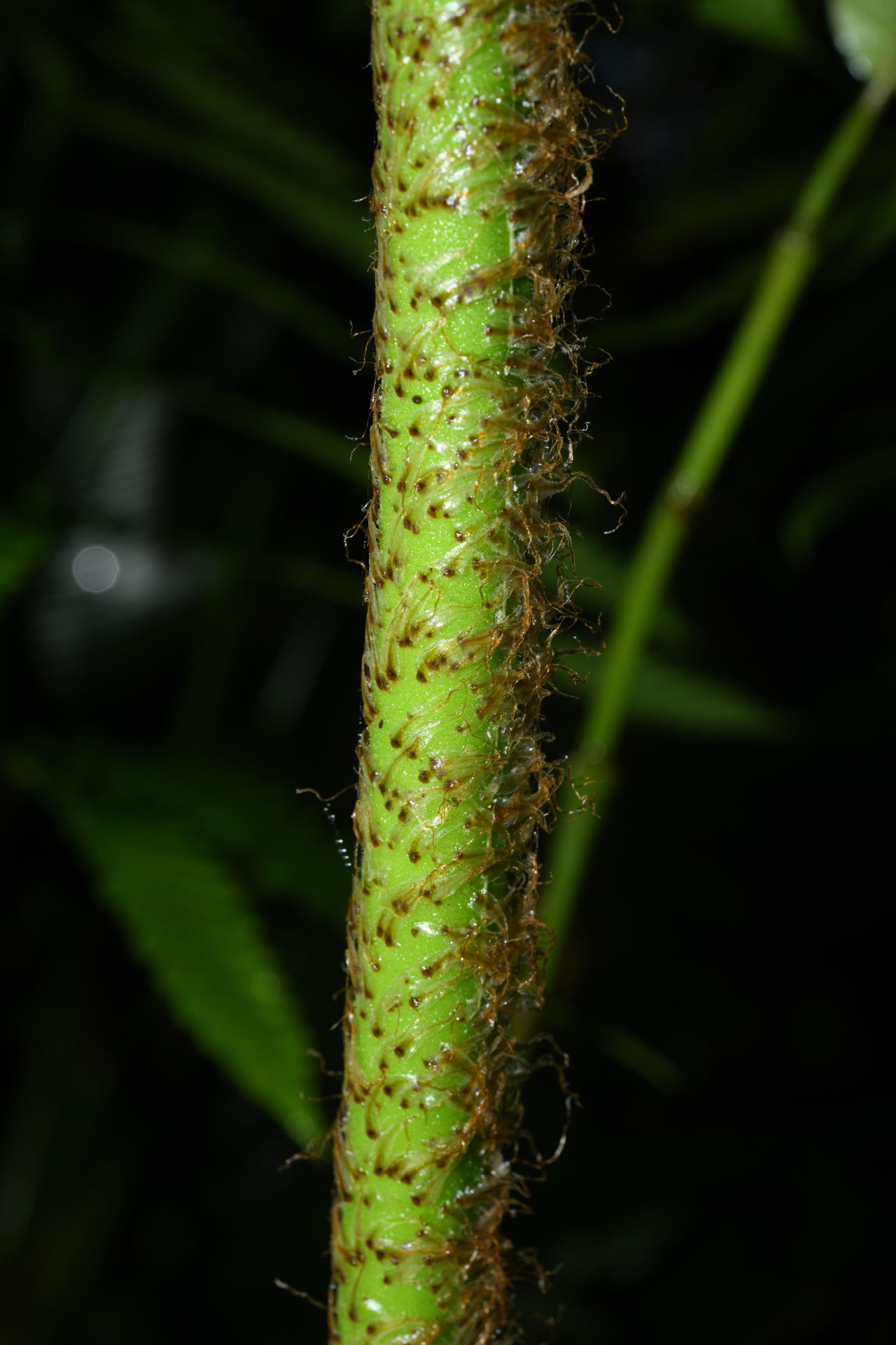 Cyathea grandifolia Willd. - Photo Bivouac Naturaliste