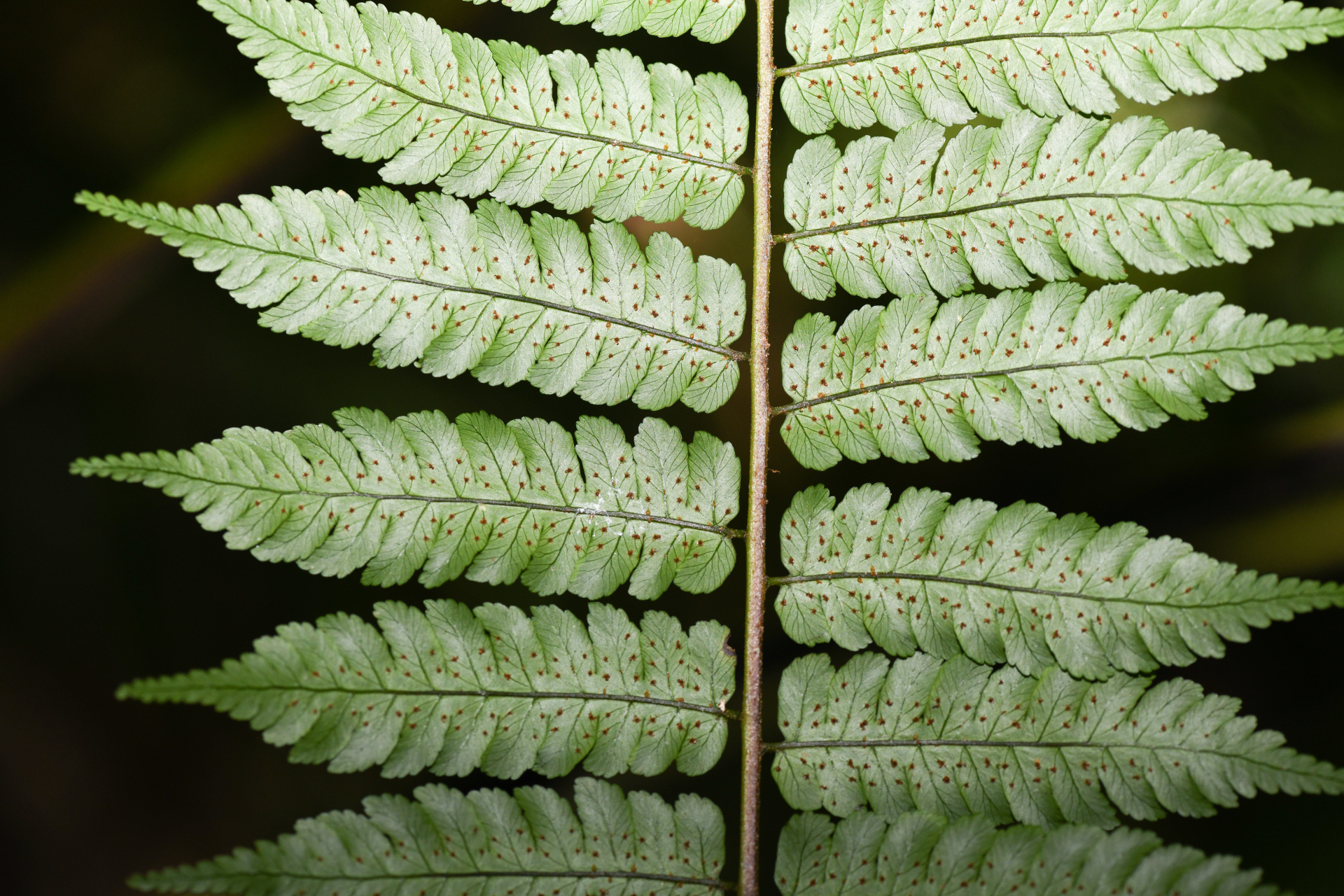 Cyathea aspera (L.) Sw. - Photo Bivouac Naturaliste