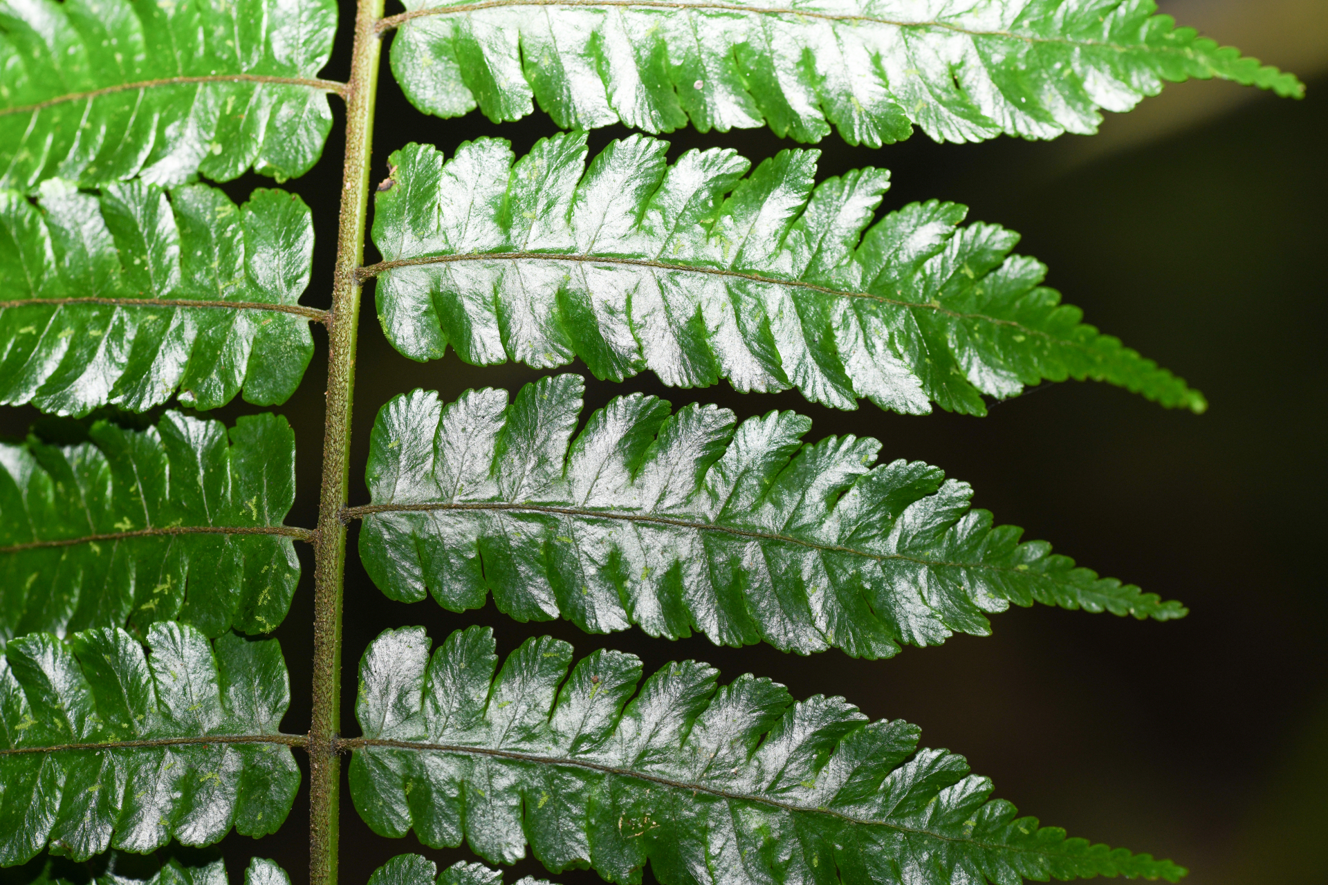 Cyathea aspera (L.) Sw. - Photo Bivouac Naturaliste