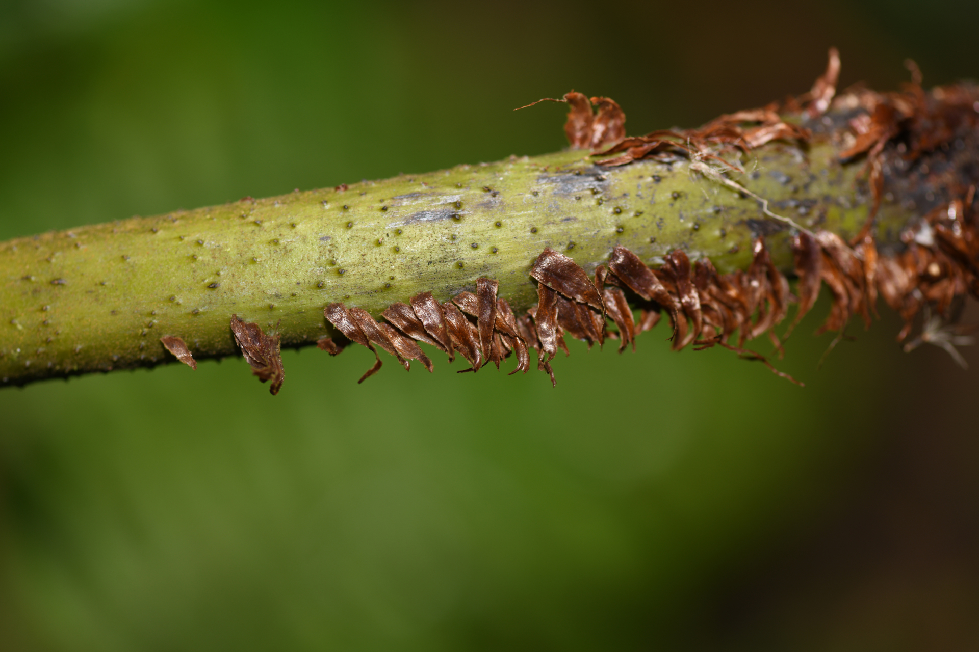 Cyathea aspera (L.) Sw. - Photo Bivouac Naturaliste