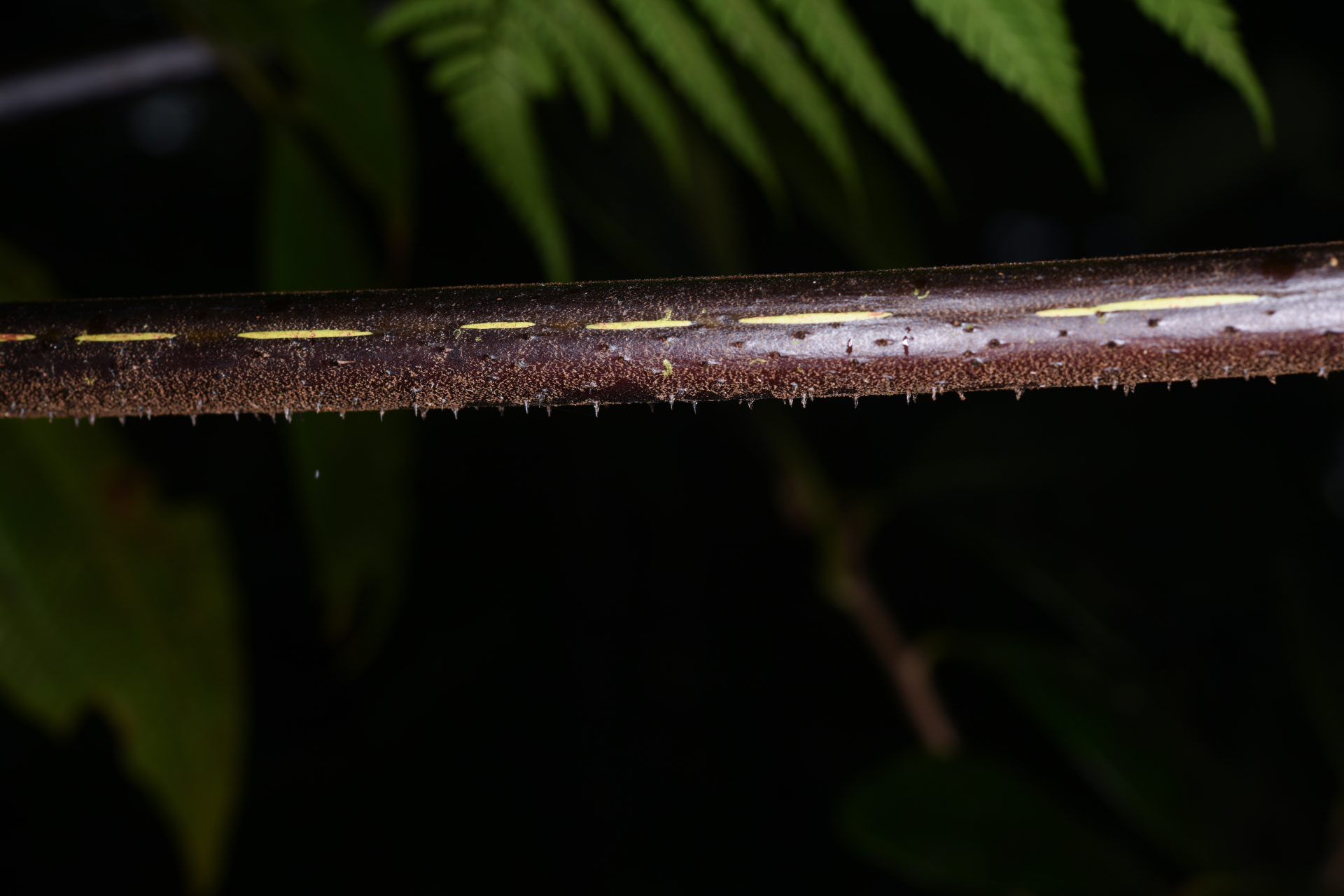 Cyathea aspera (L.) Sw. - Photo Bivouac Naturaliste