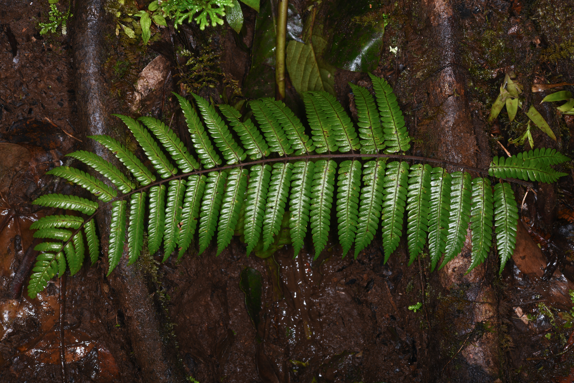 Cyathea aspera (L.) Sw. - Photo Bivouac Naturaliste