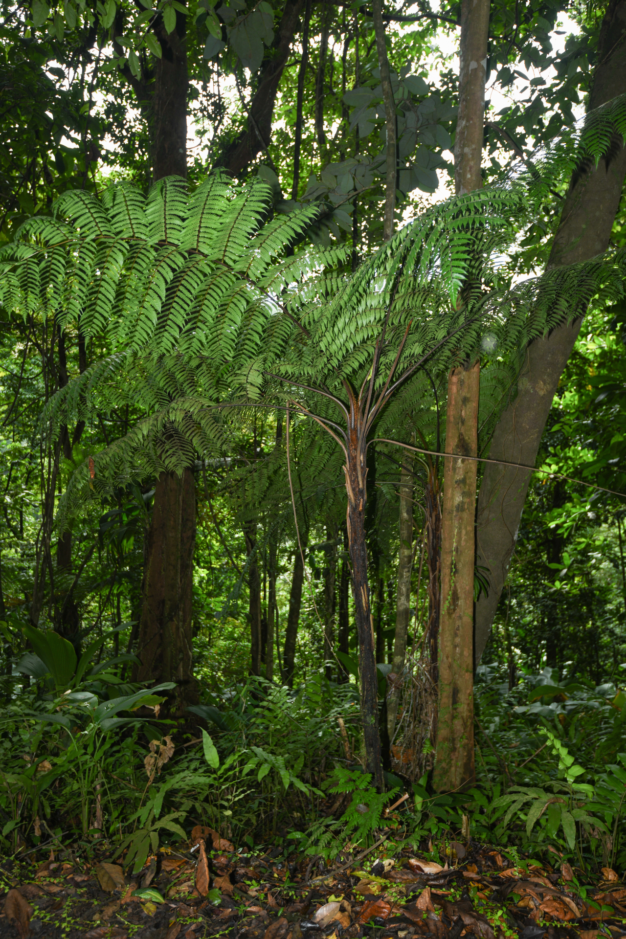Cyathea aspera (L.) Sw. - Photo Bivouac Naturaliste
