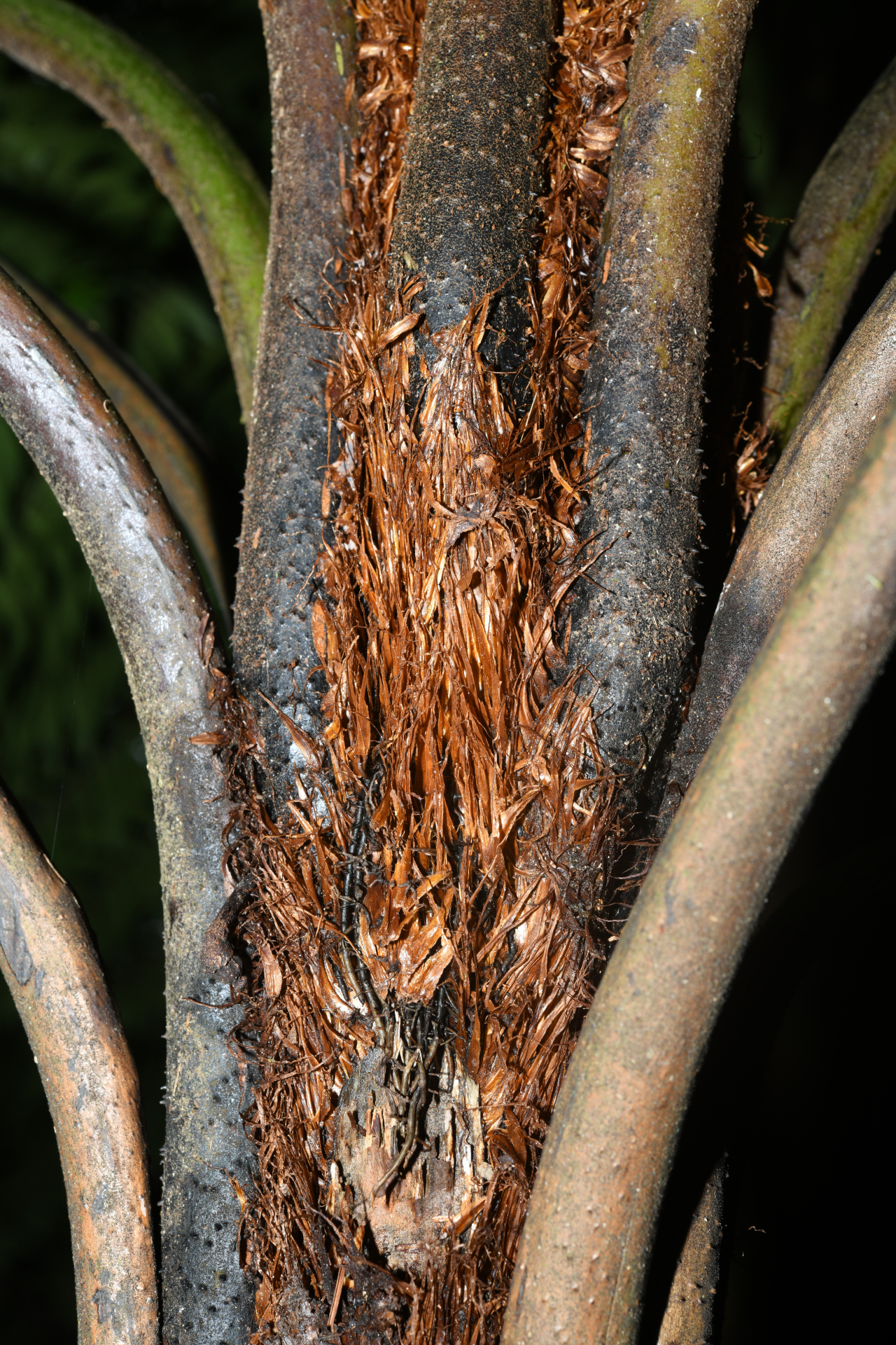 Cyathea aspera (L.) Sw. - Photo Bivouac Naturaliste