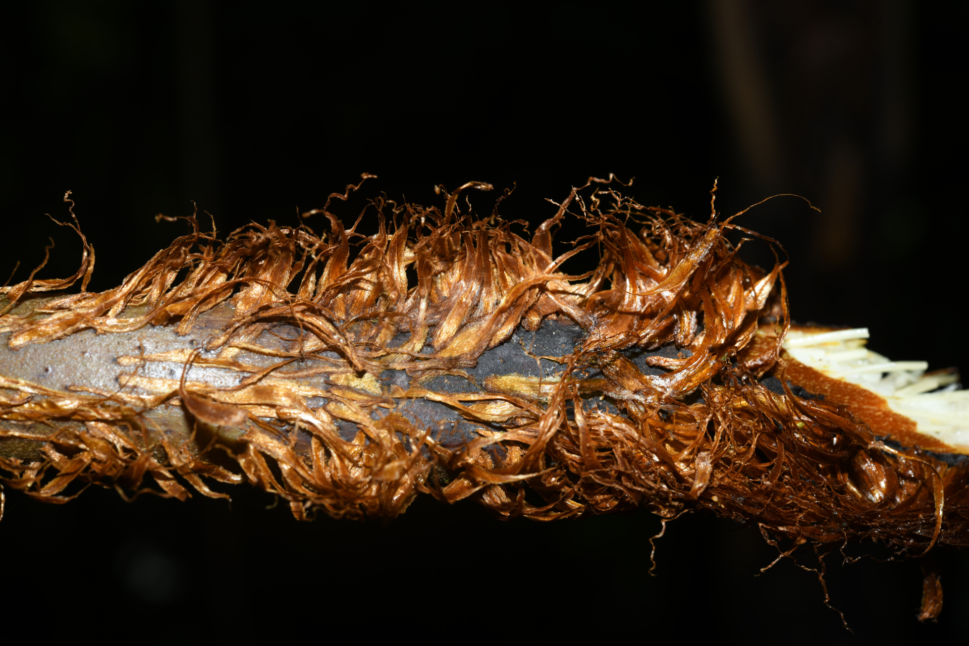Cyathea aspera (L.) Sw. - Photo Bivouac Naturaliste