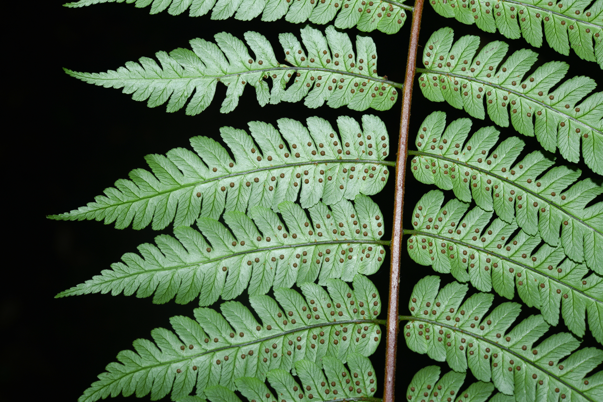Cyathea aspera (L.) Sw. - Photo Bivouac Naturaliste