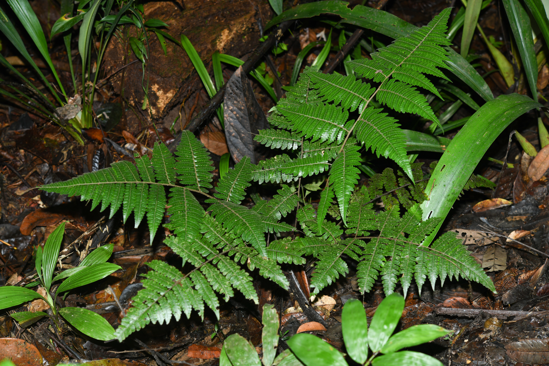 Cyathea surinamensis (Miq.) Domin - Photo Bivouac Naturaliste