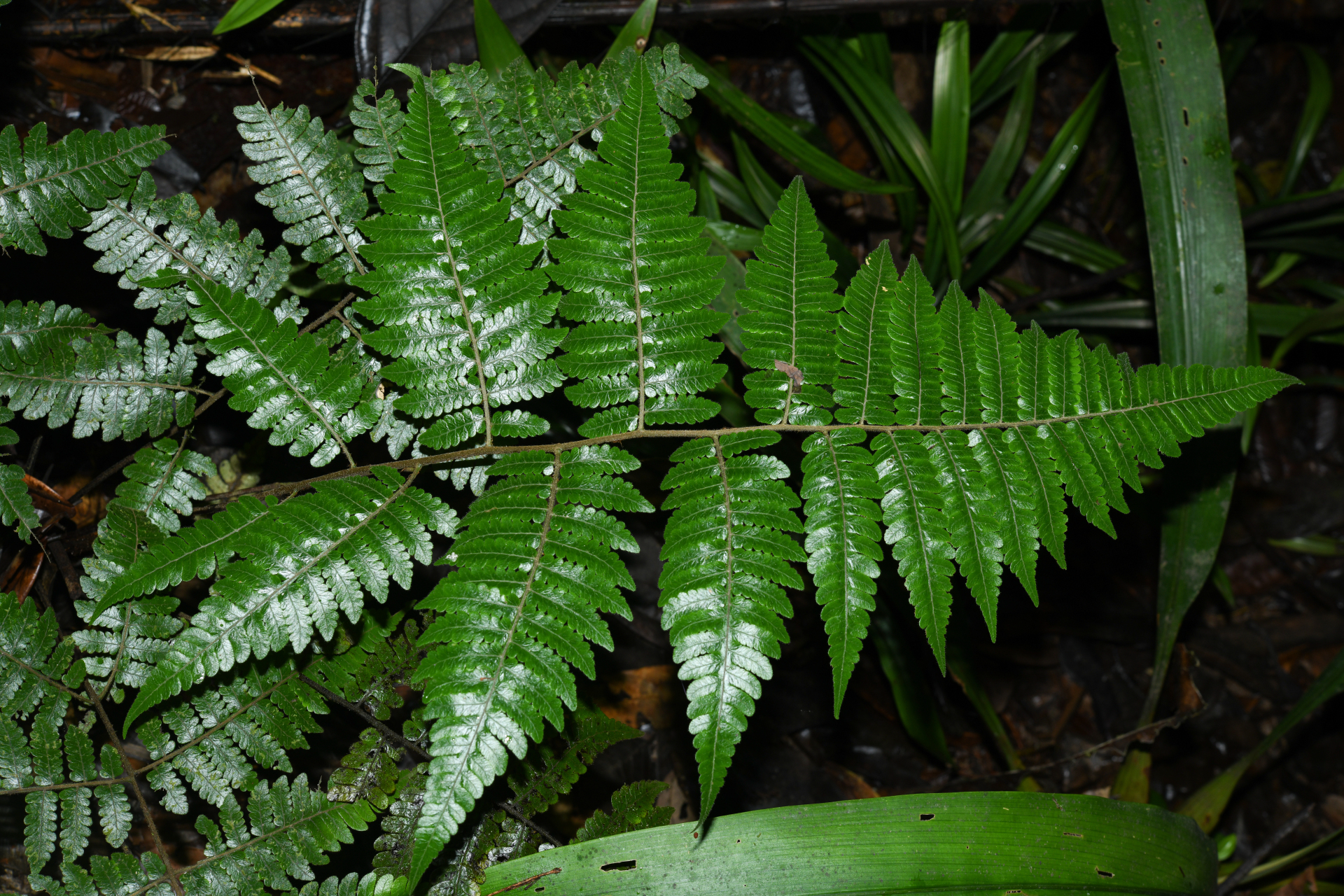 Cyathea surinamensis (Miq.) Domin - Photo Bivouac Naturaliste