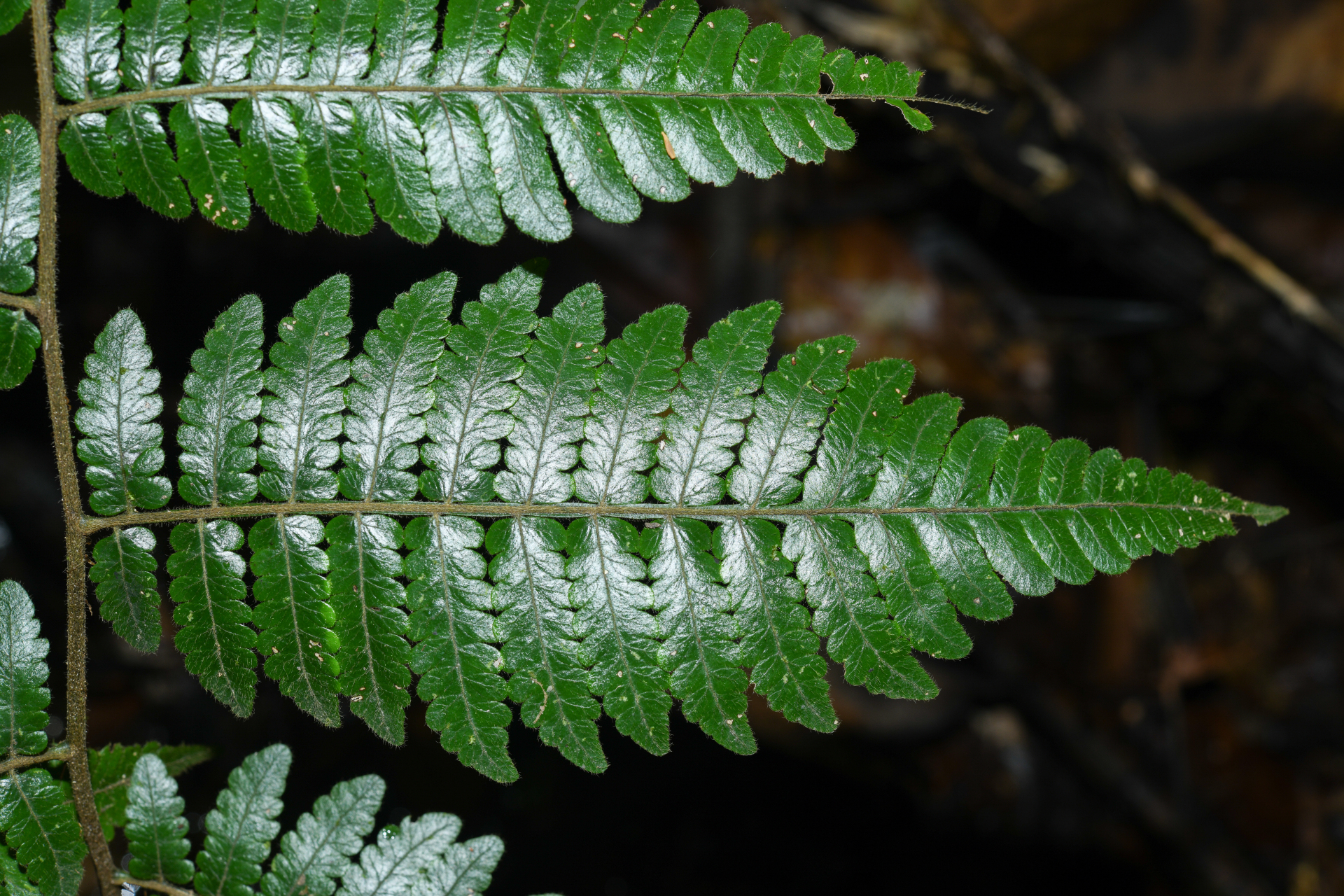 Cyathea surinamensis (Miq.) Domin - Photo Bivouac Naturaliste