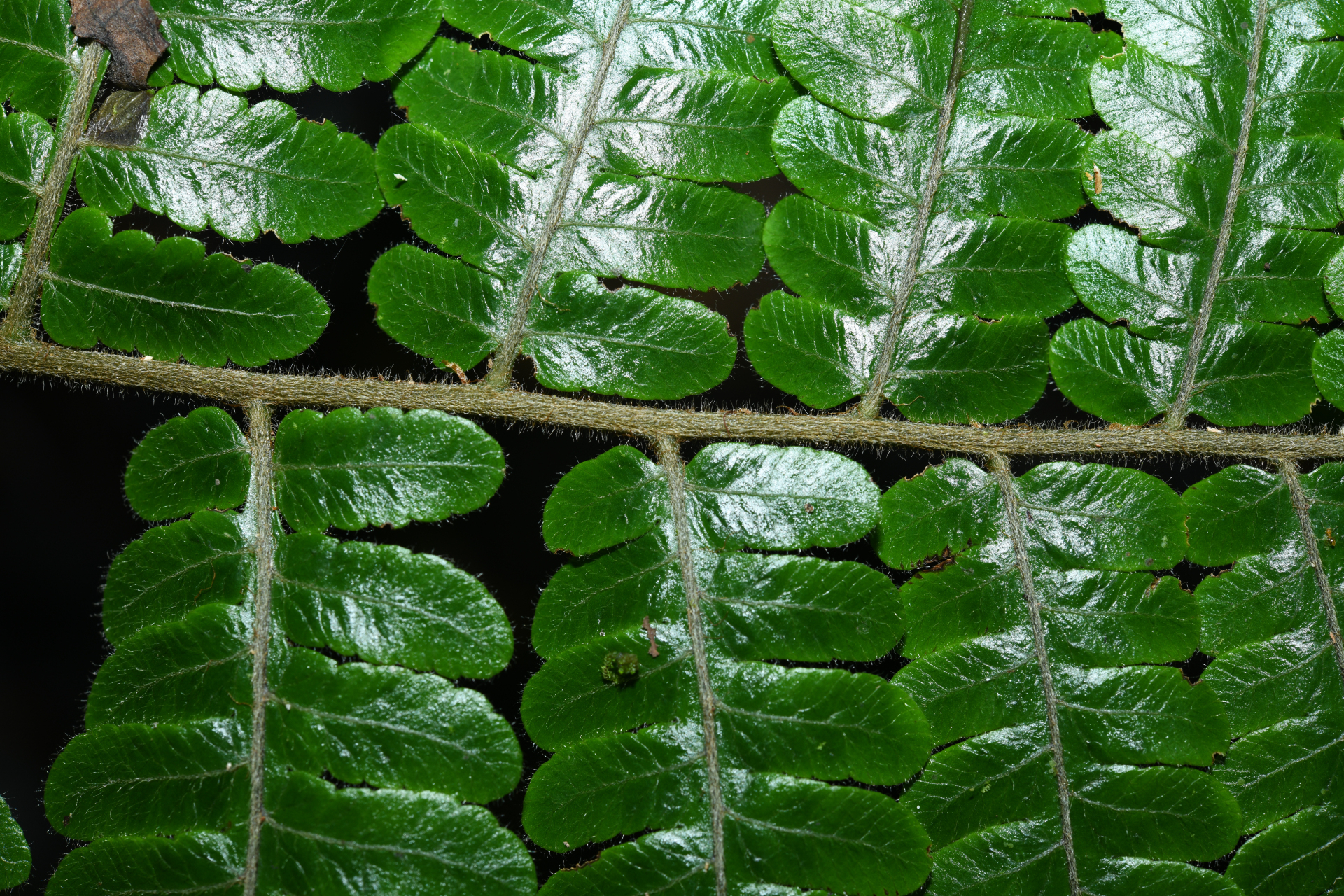 Cyathea surinamensis (Miq.) Domin - Photo Bivouac Naturaliste