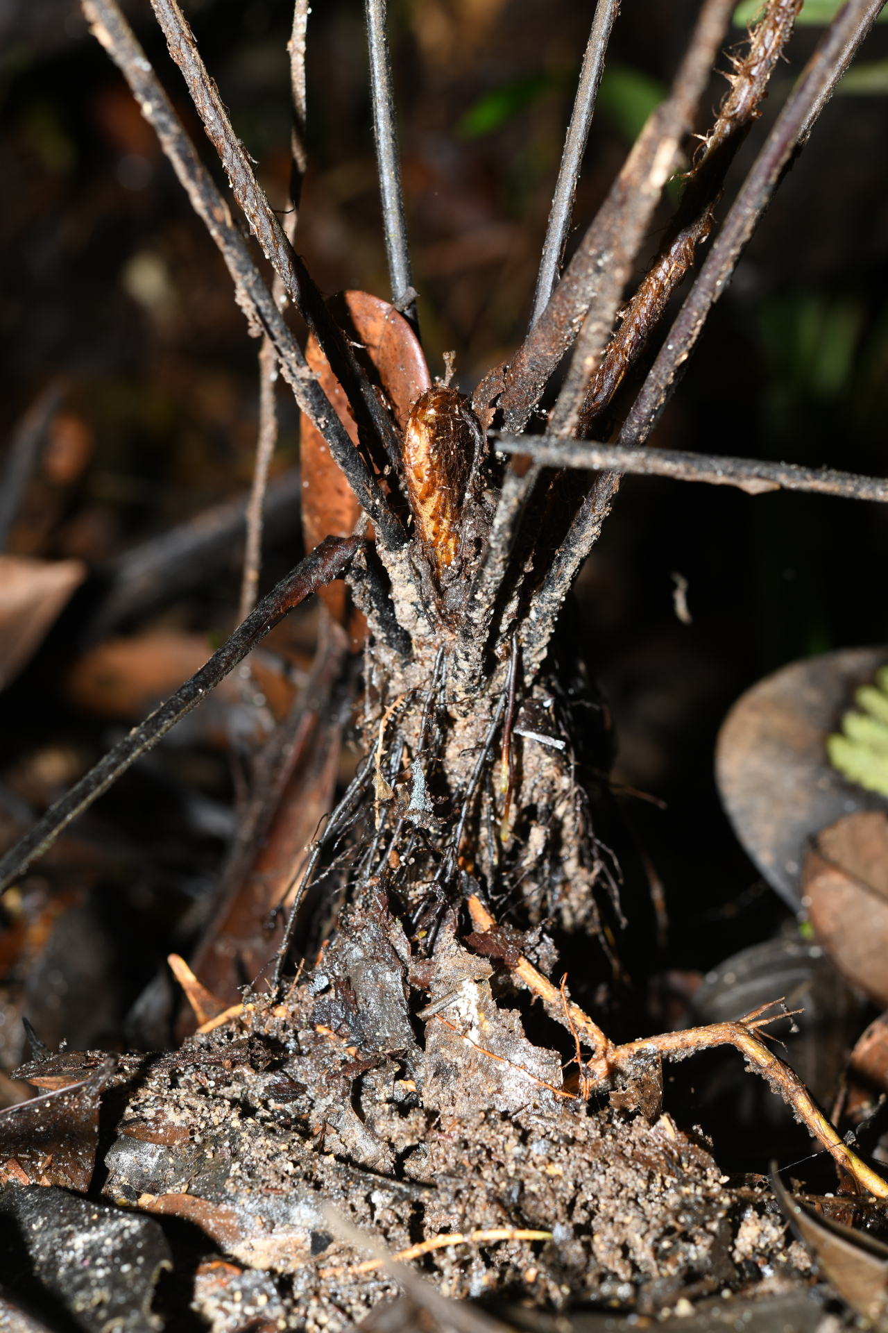 Cyathea surinamensis (Miq.) Domin - Photo Bivouac Naturaliste