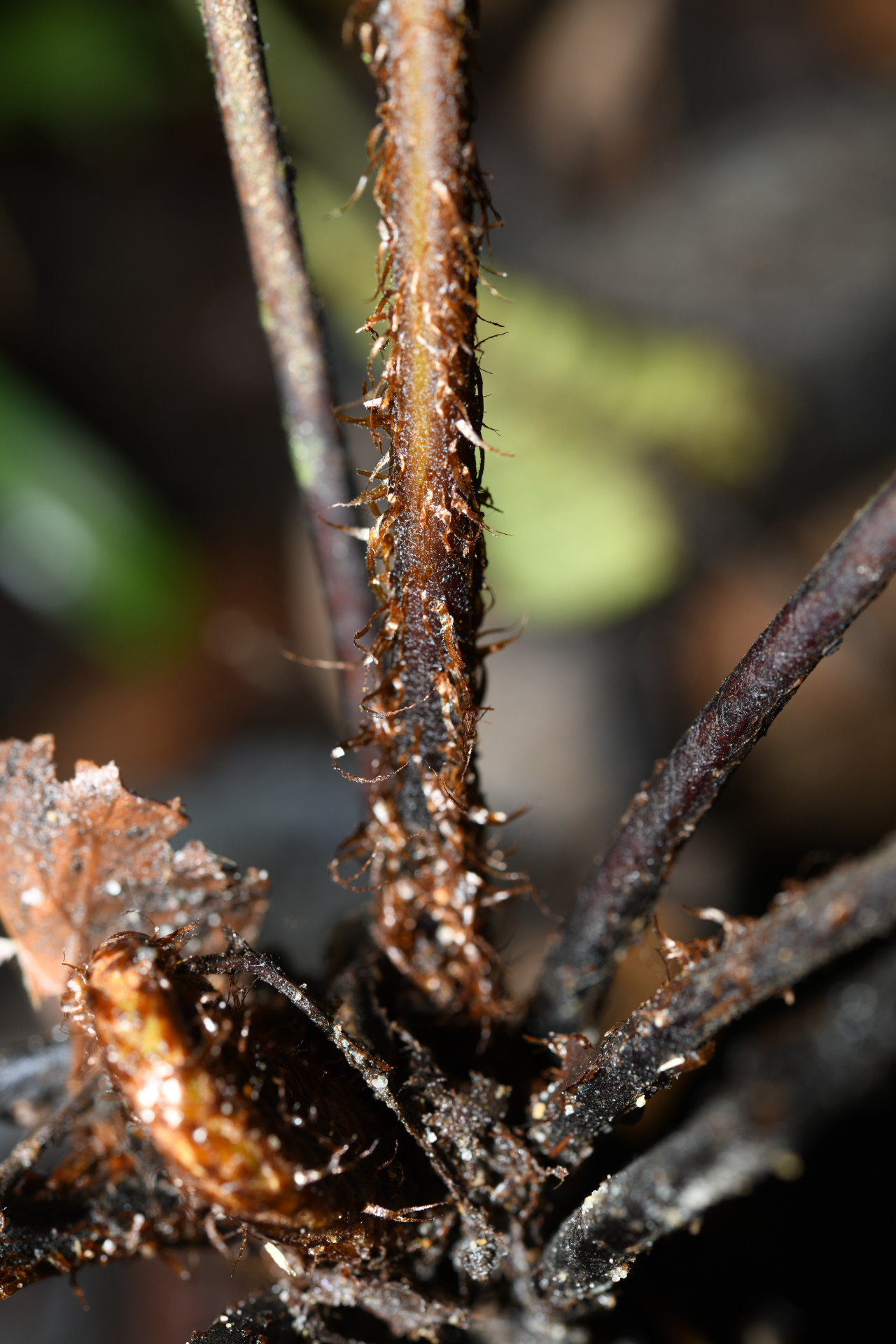Cyathea surinamensis (Miq.) Domin - Photo Bivouac Naturaliste